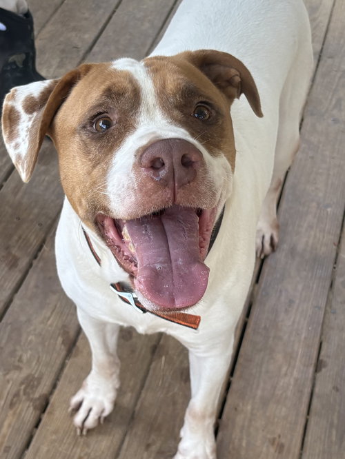 picture of the dog needing adoption