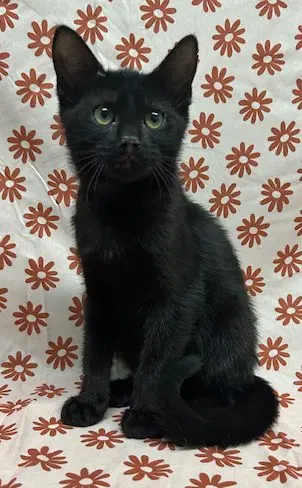 Monty - Domestic Short Hair