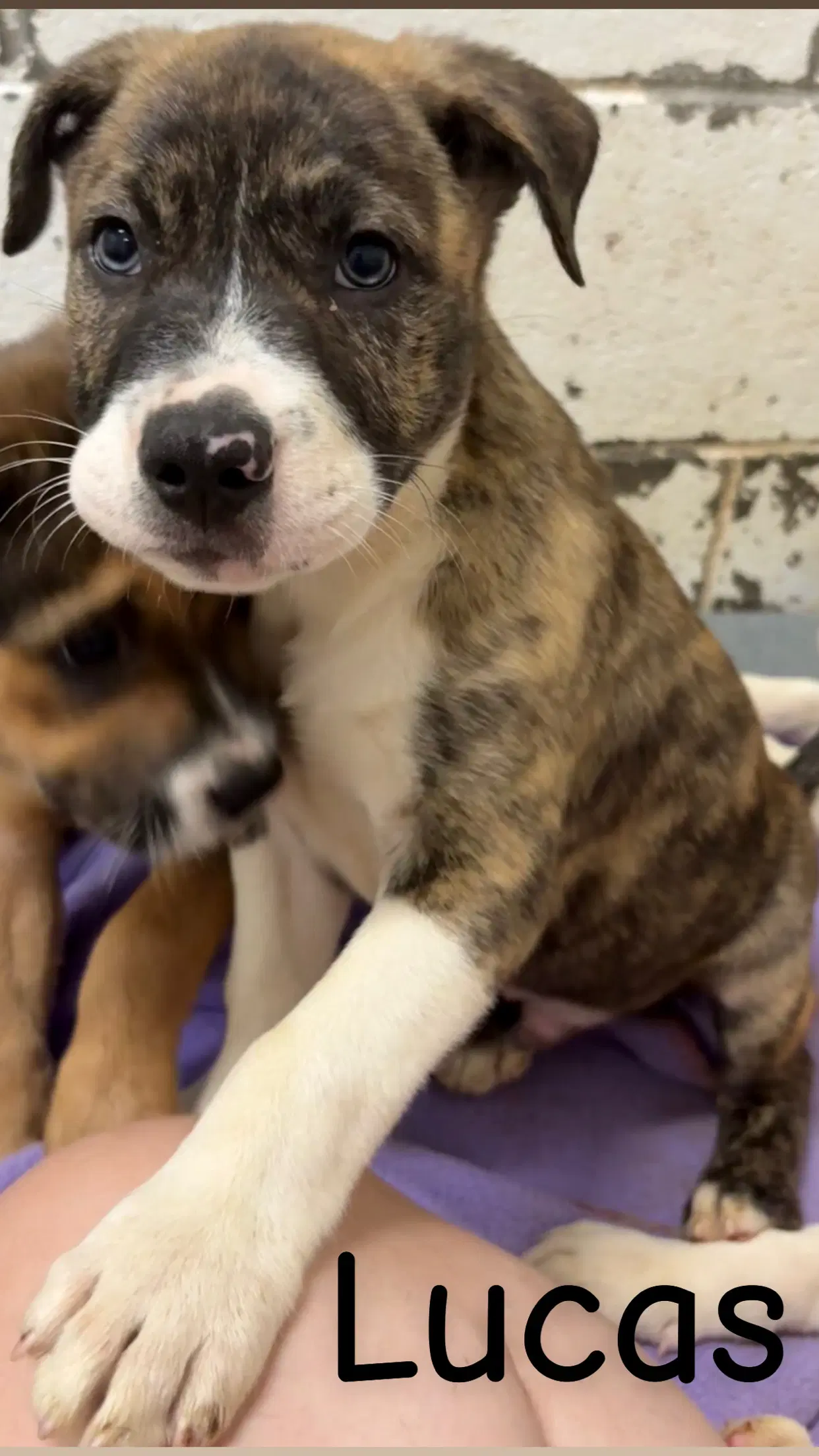 Lucas - American Pit Bull Terrier