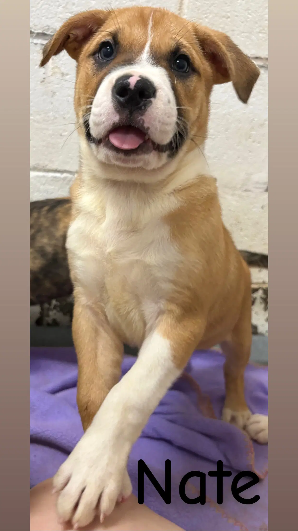 Nate - American Pit Bull Terrier