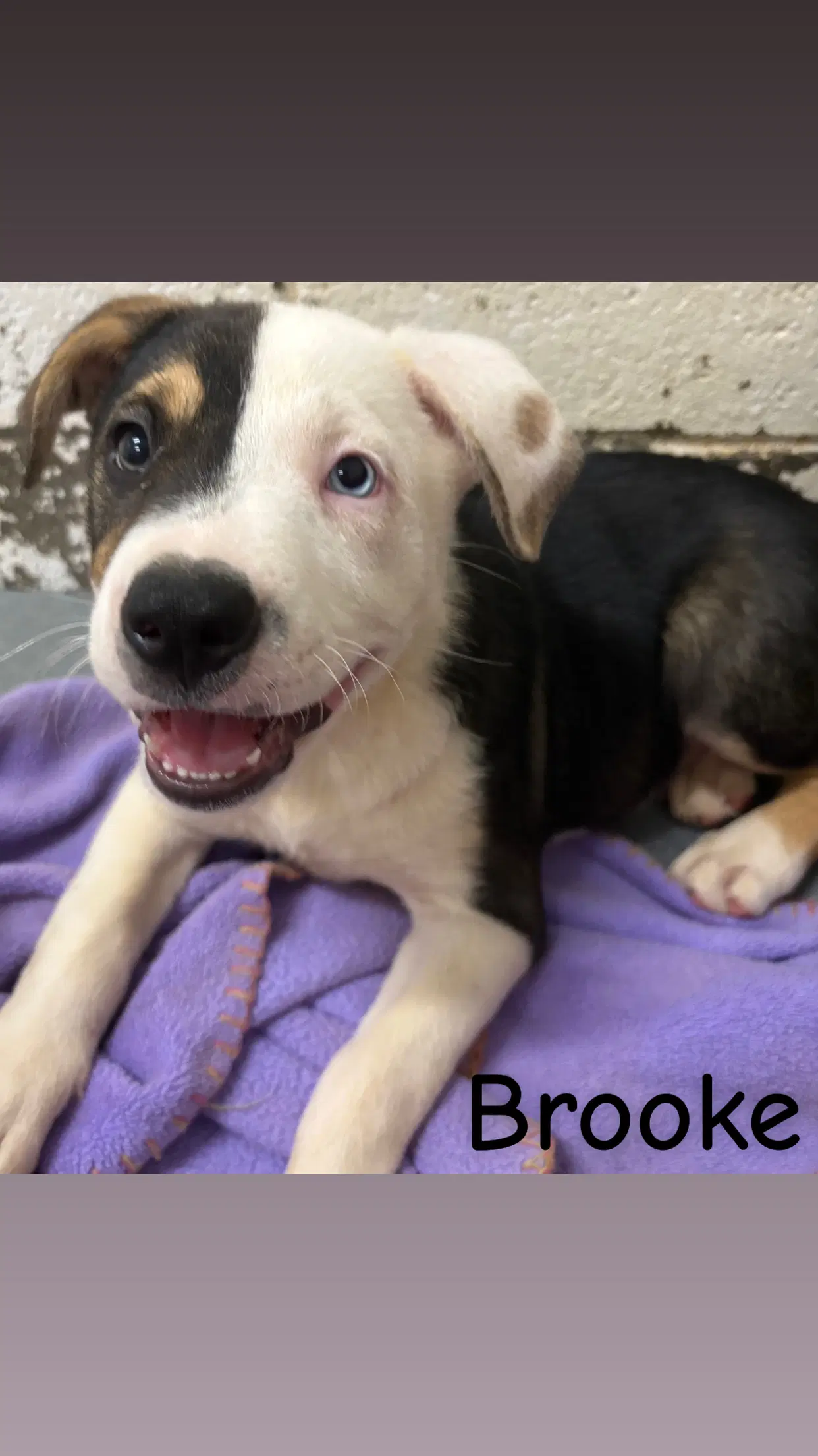 Brooke - American Pit Bull Terrier