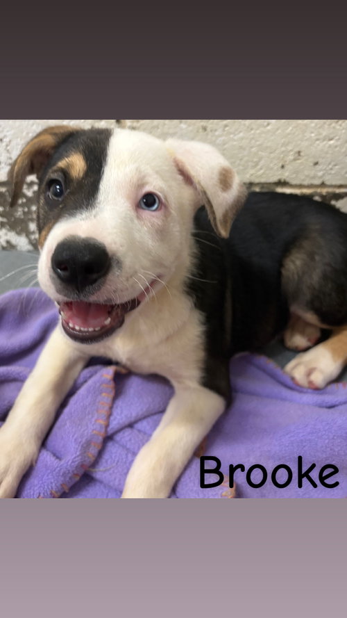 picture of the dog needing adoption