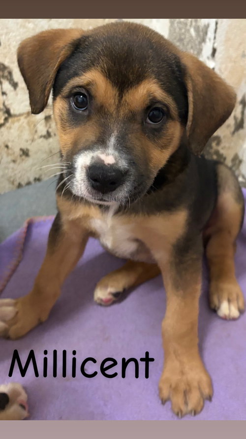 picture of the dog needing adoption