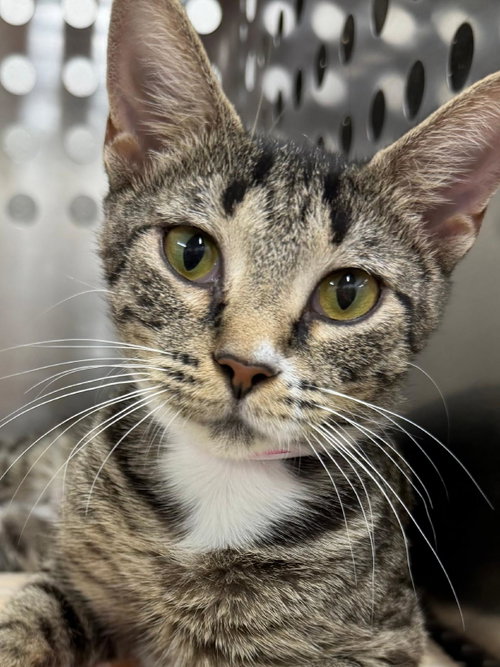 picture of the cat needing adoption