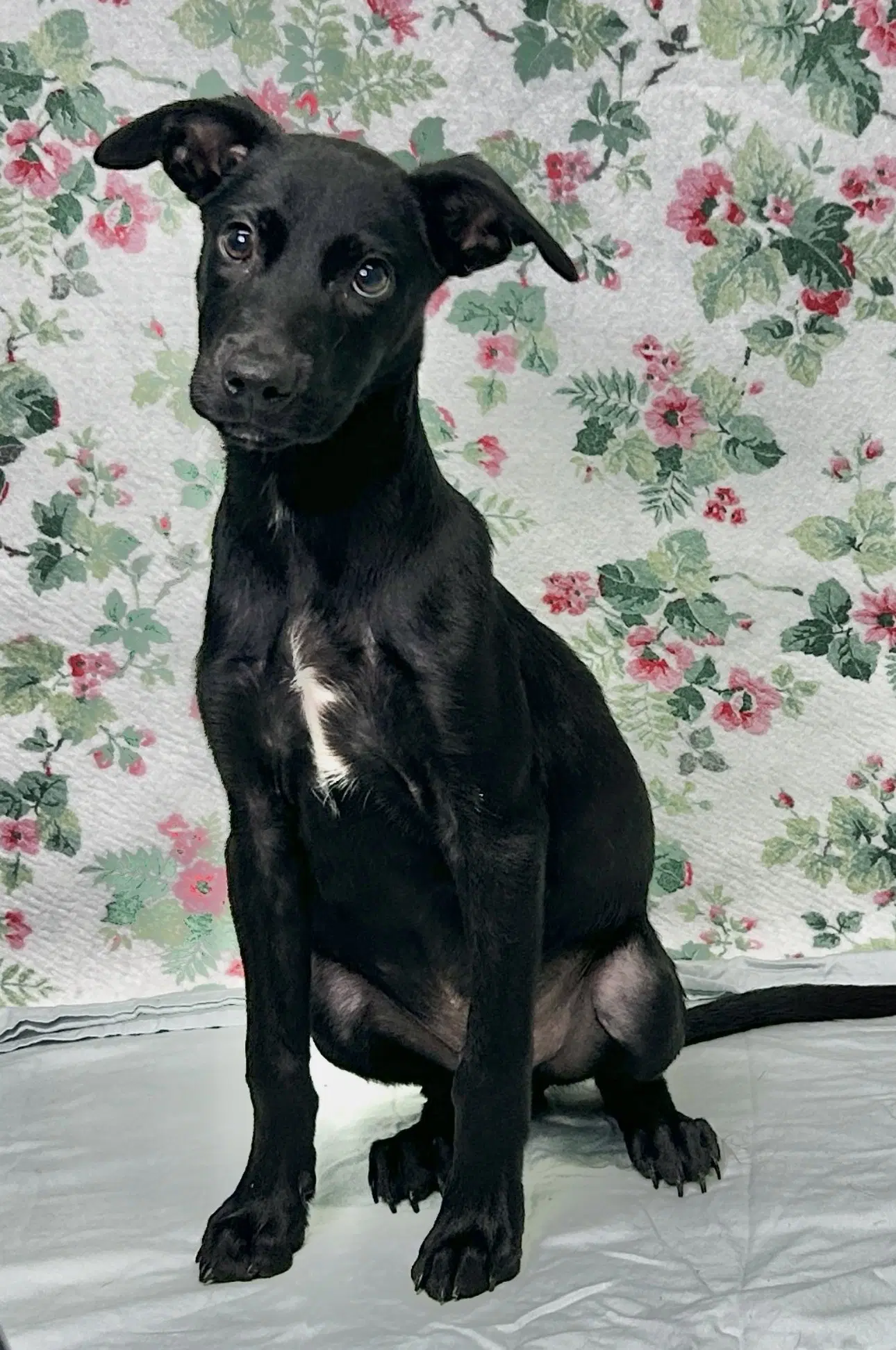 Powell - Labrador Retriever