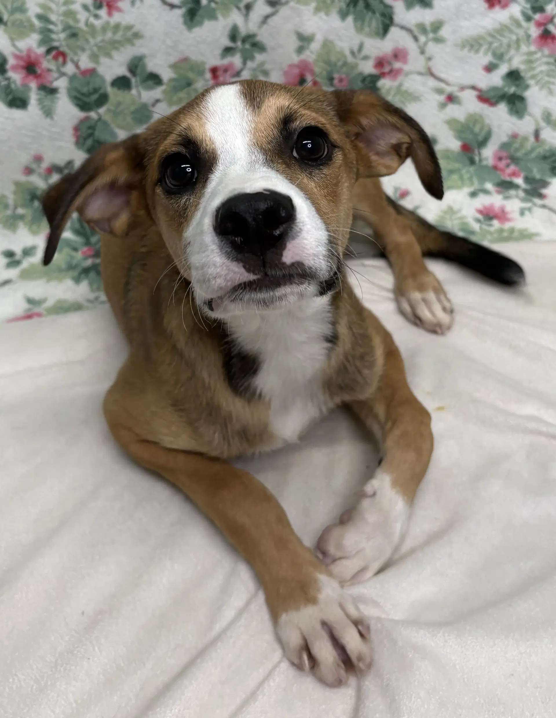Bud - Terrier