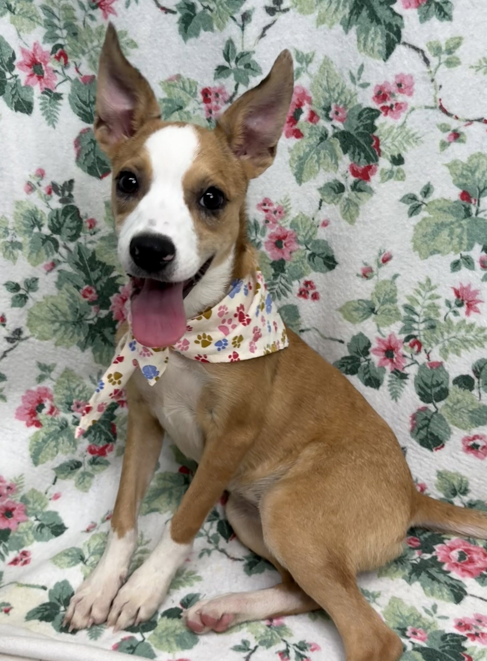 261630 Daisy