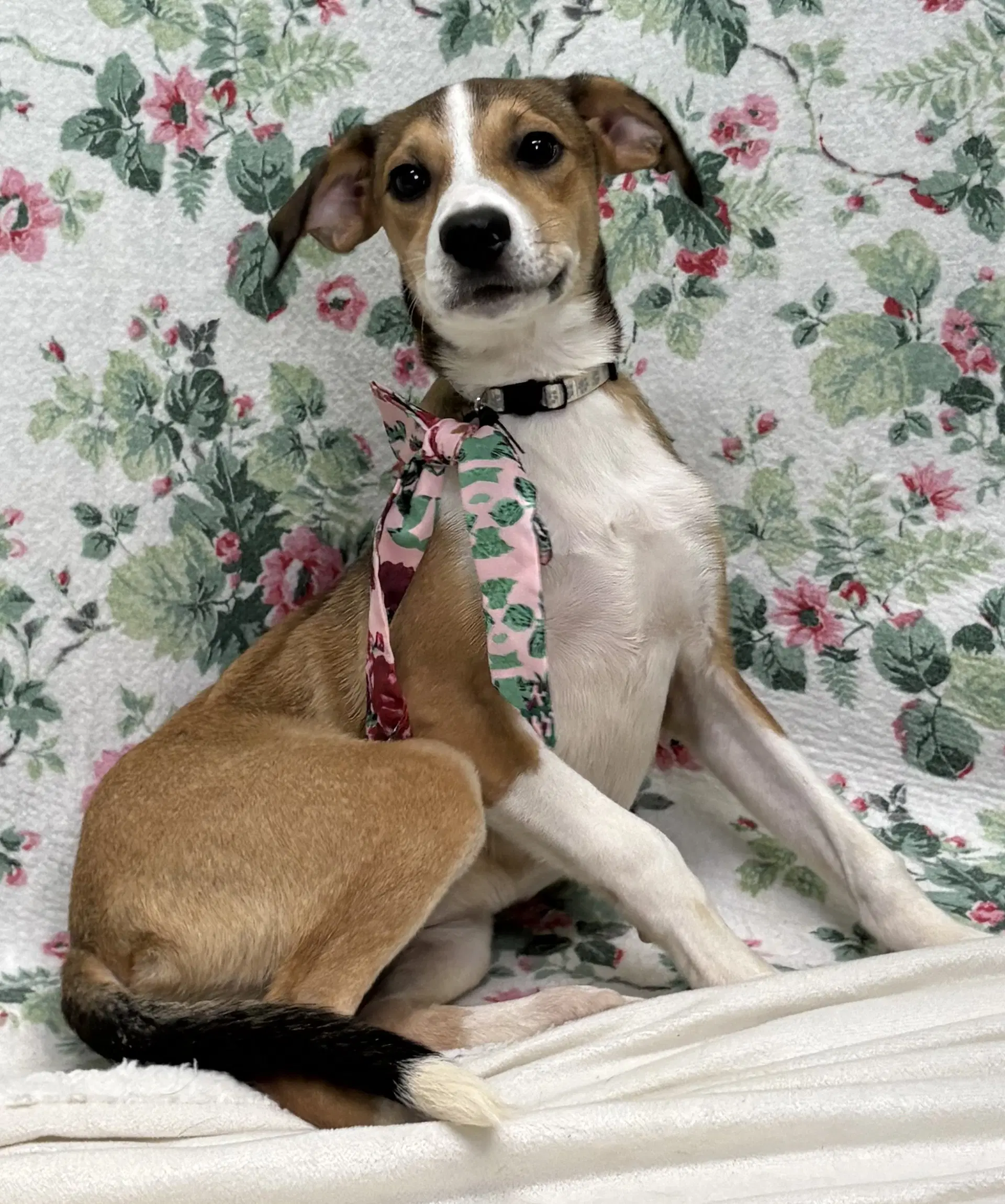 Lilly - Terrier