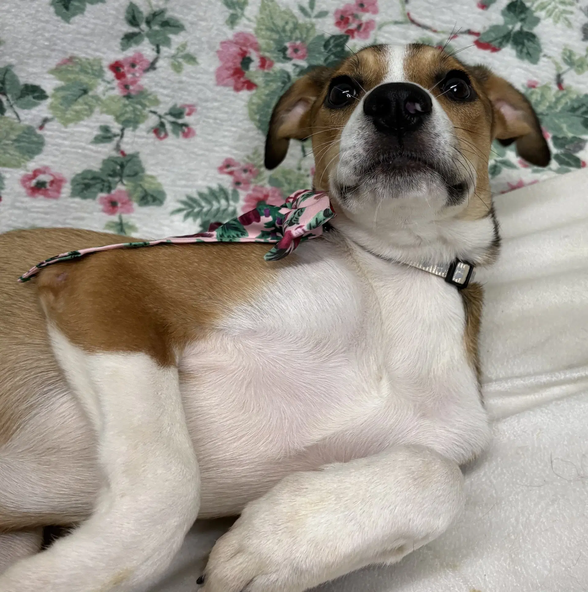 Lilly image 2