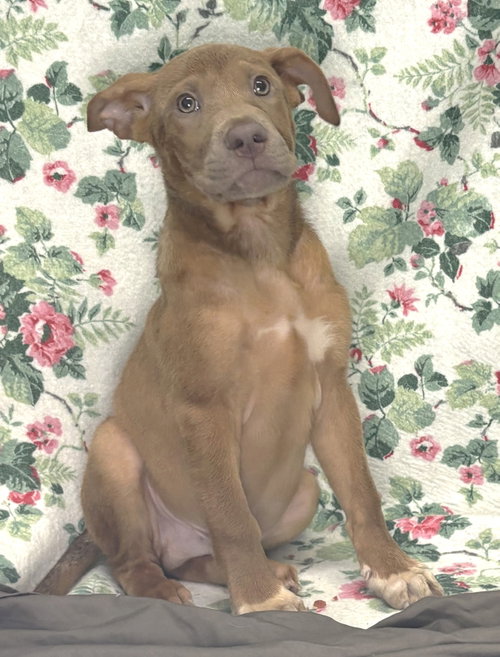 261235 Nelson, a dog for adoption from The Humane Society of Elmore County