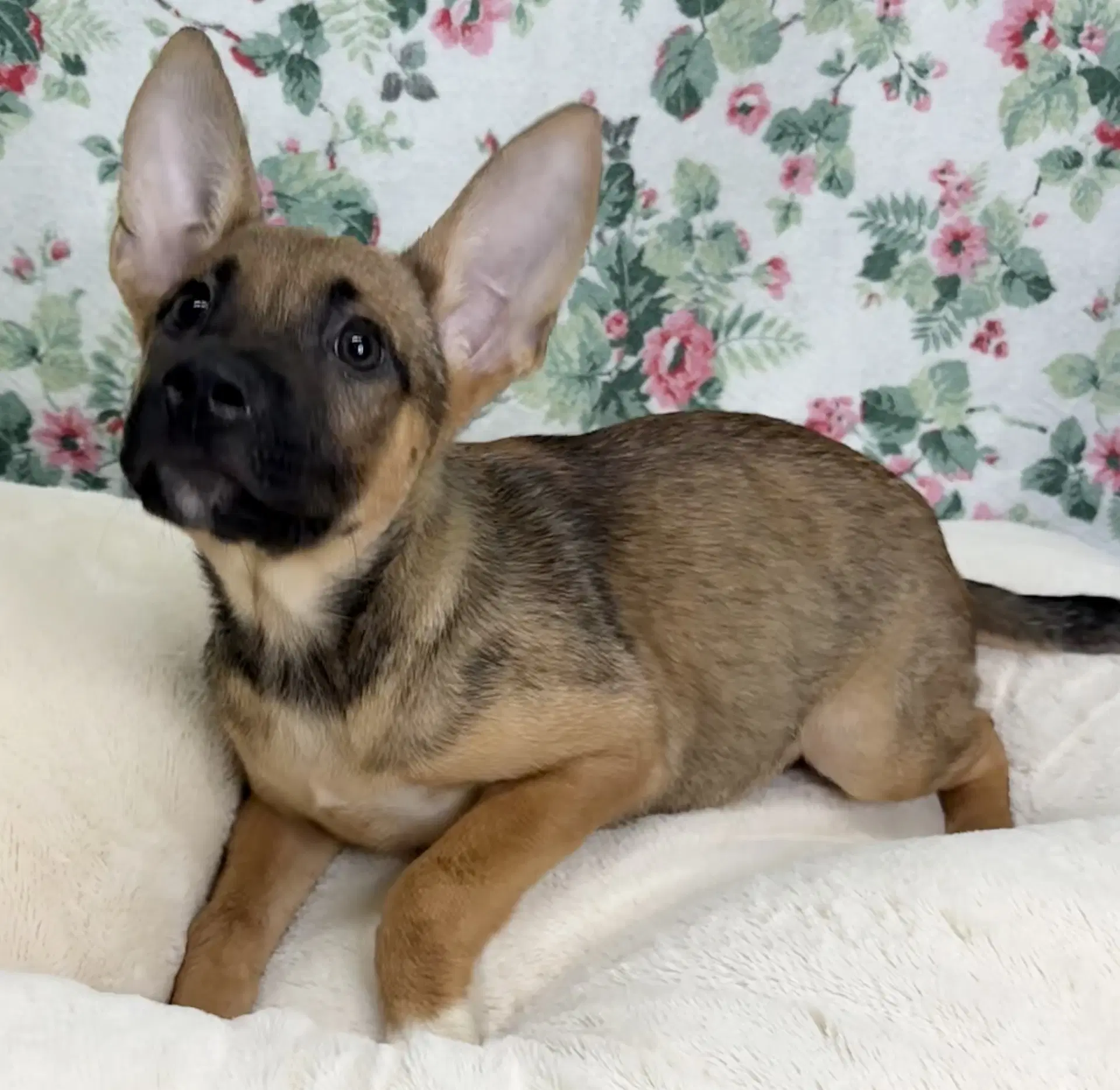 Kallie - Shepherd