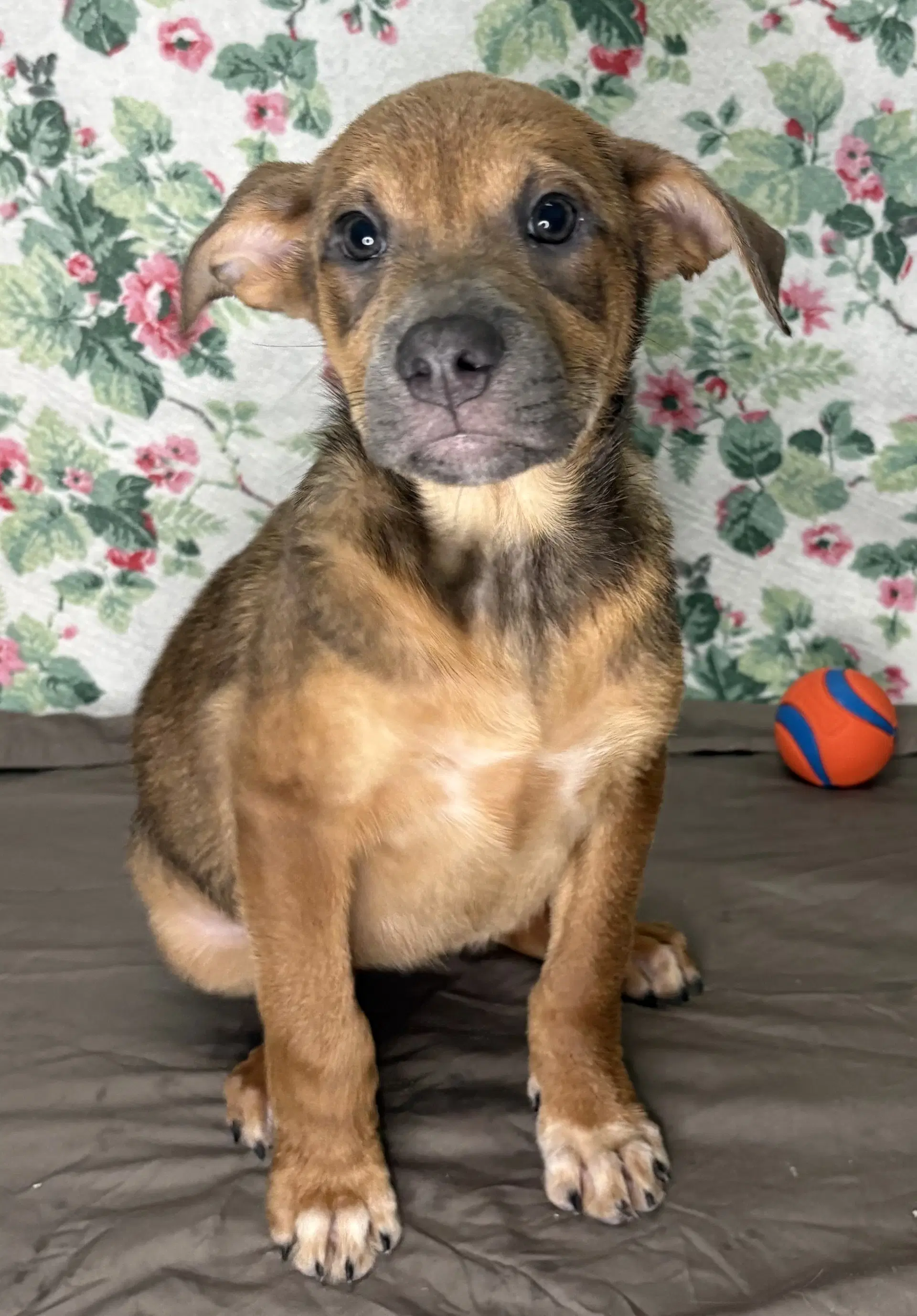 Paisley - Shepherd