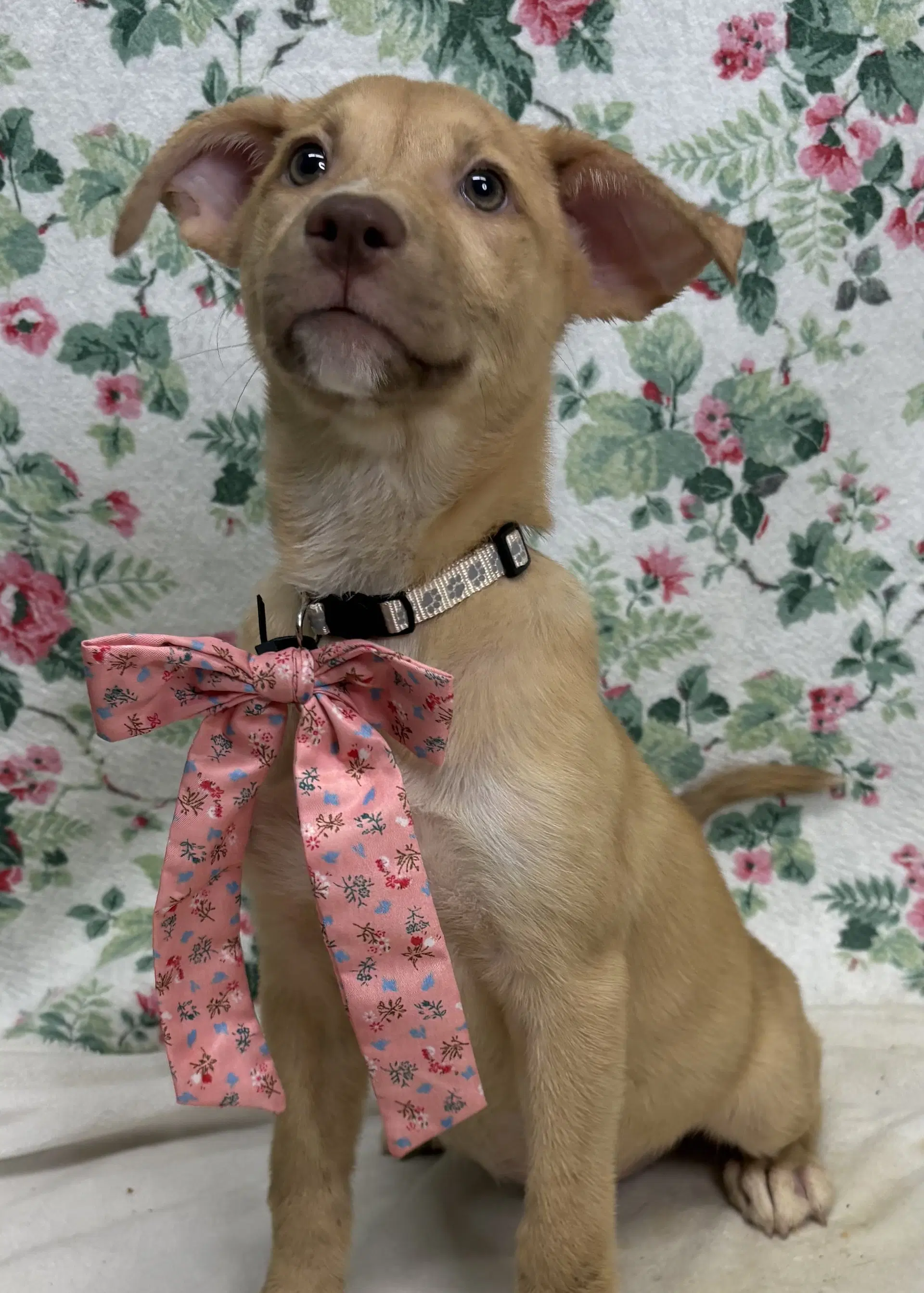 Milly - Labrador Retriever