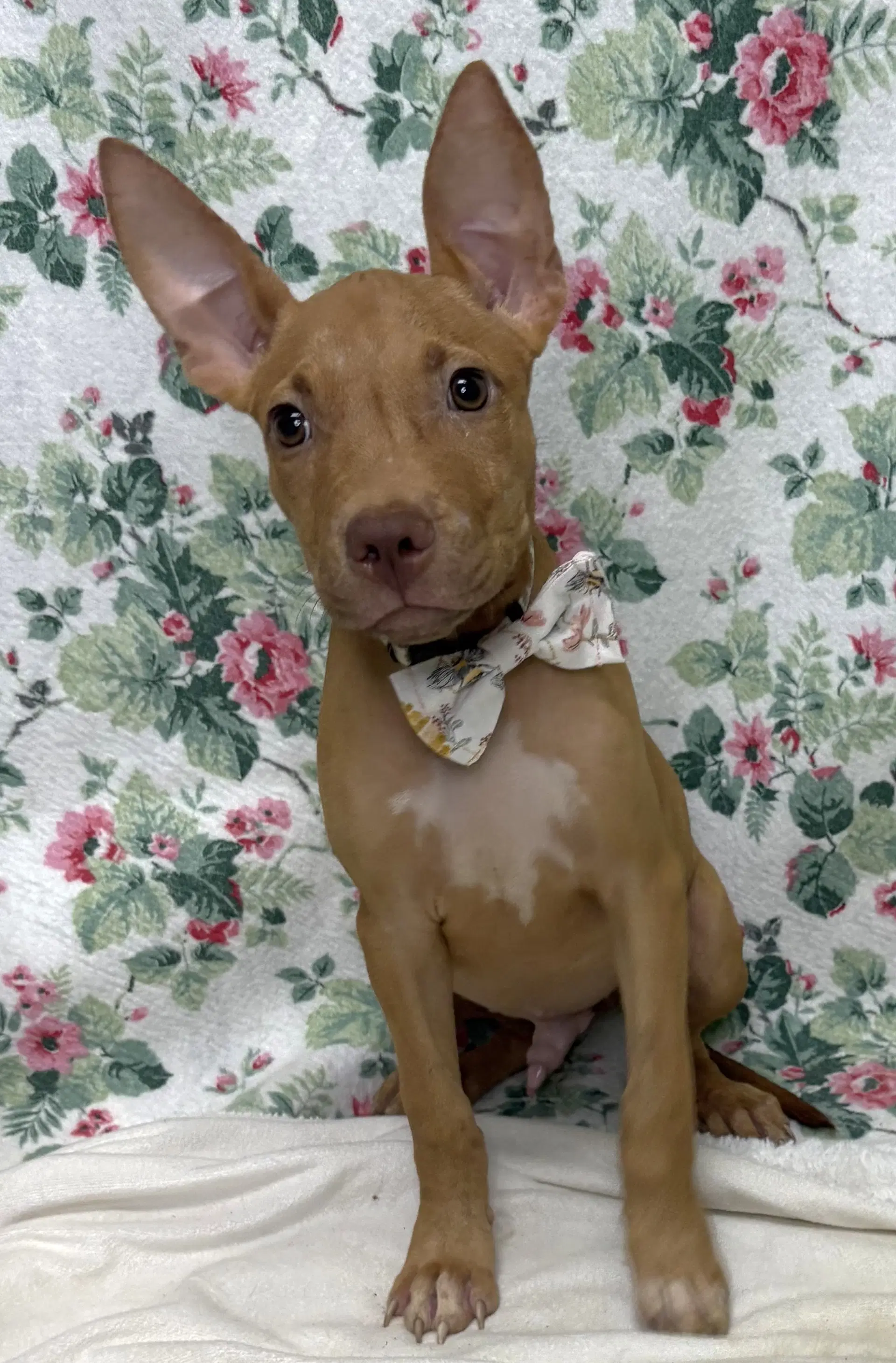 Bartok - American Pit Bull Terrier