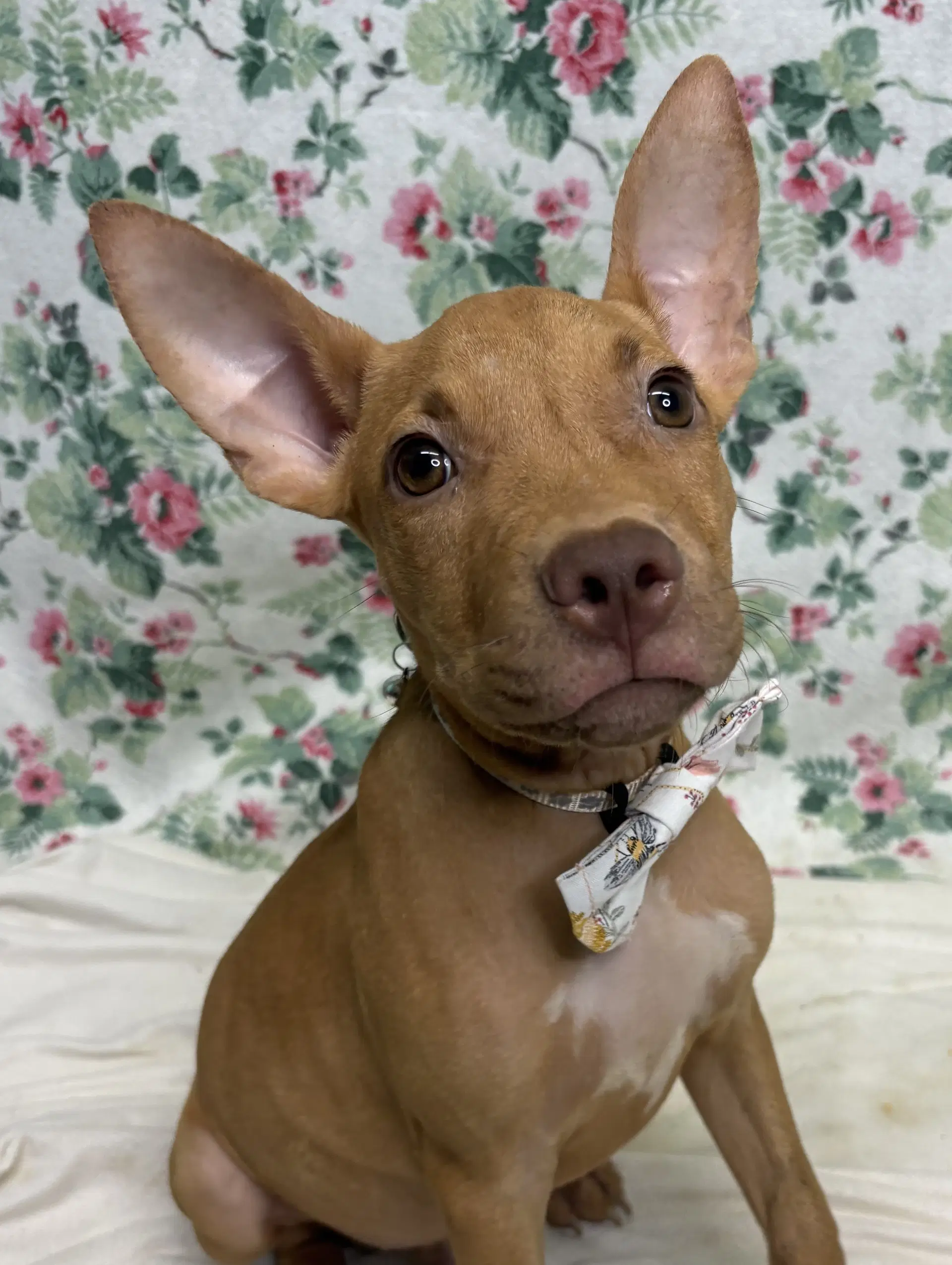 Bartok image 2