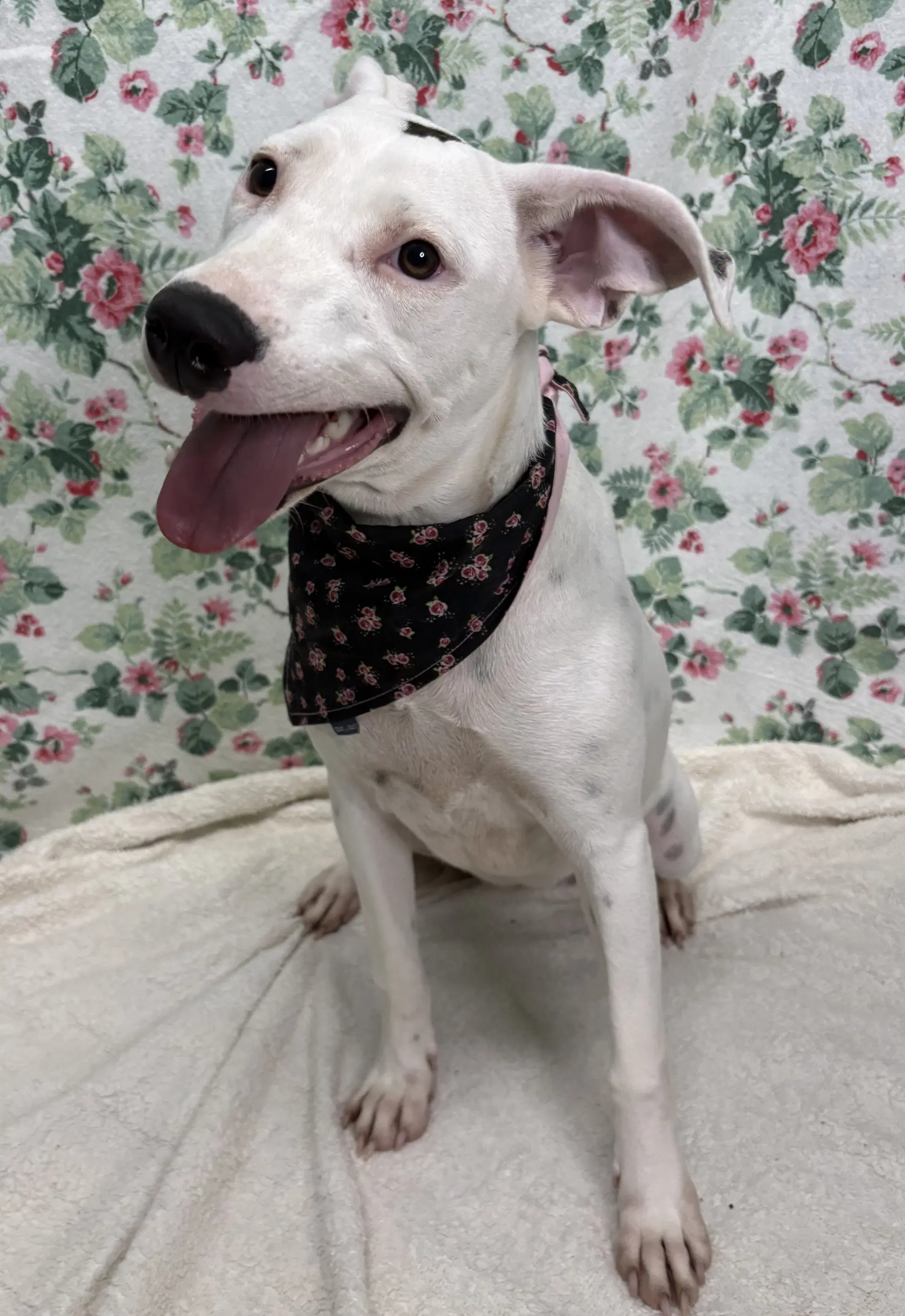 Ella - American Pit Bull Terrier