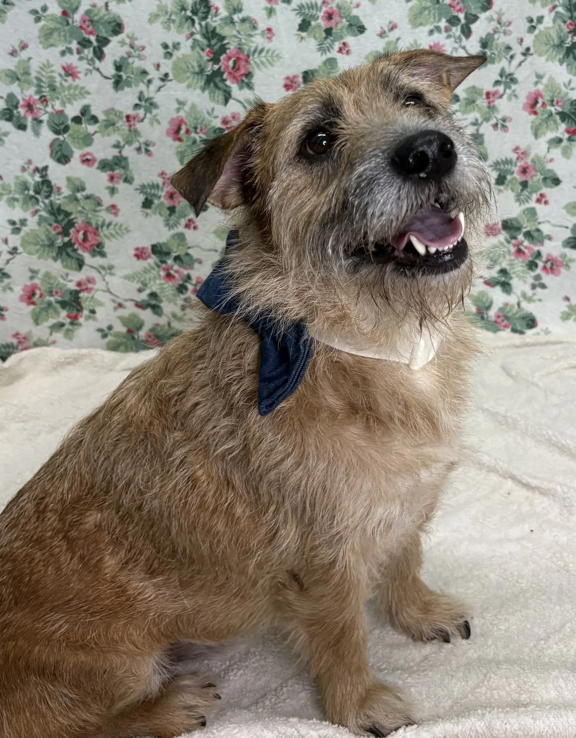 Odin - Terrier