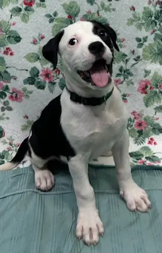 Boov - American Bulldog