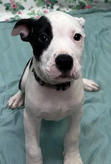 Gratuity Tucci - American Bulldog