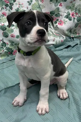 Mymom - American Bulldog