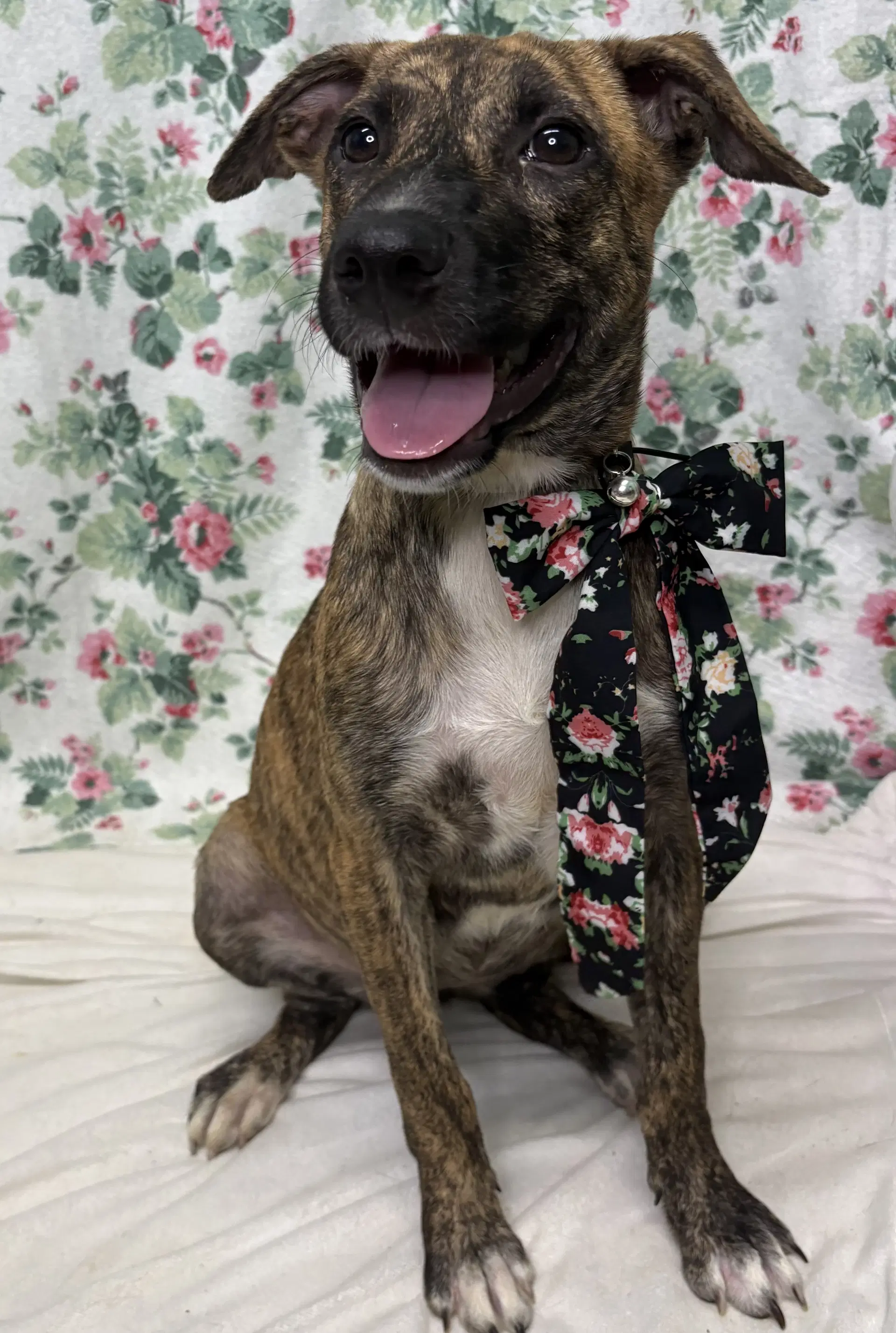 Noodle - American Pit Bull Terrier