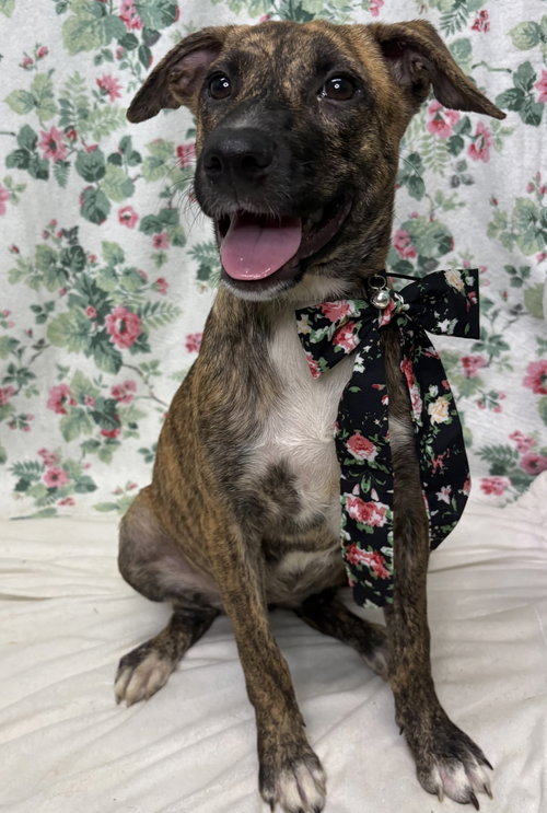 261332 Noodle, a dog for adoption from The Humane Society of Elmore County