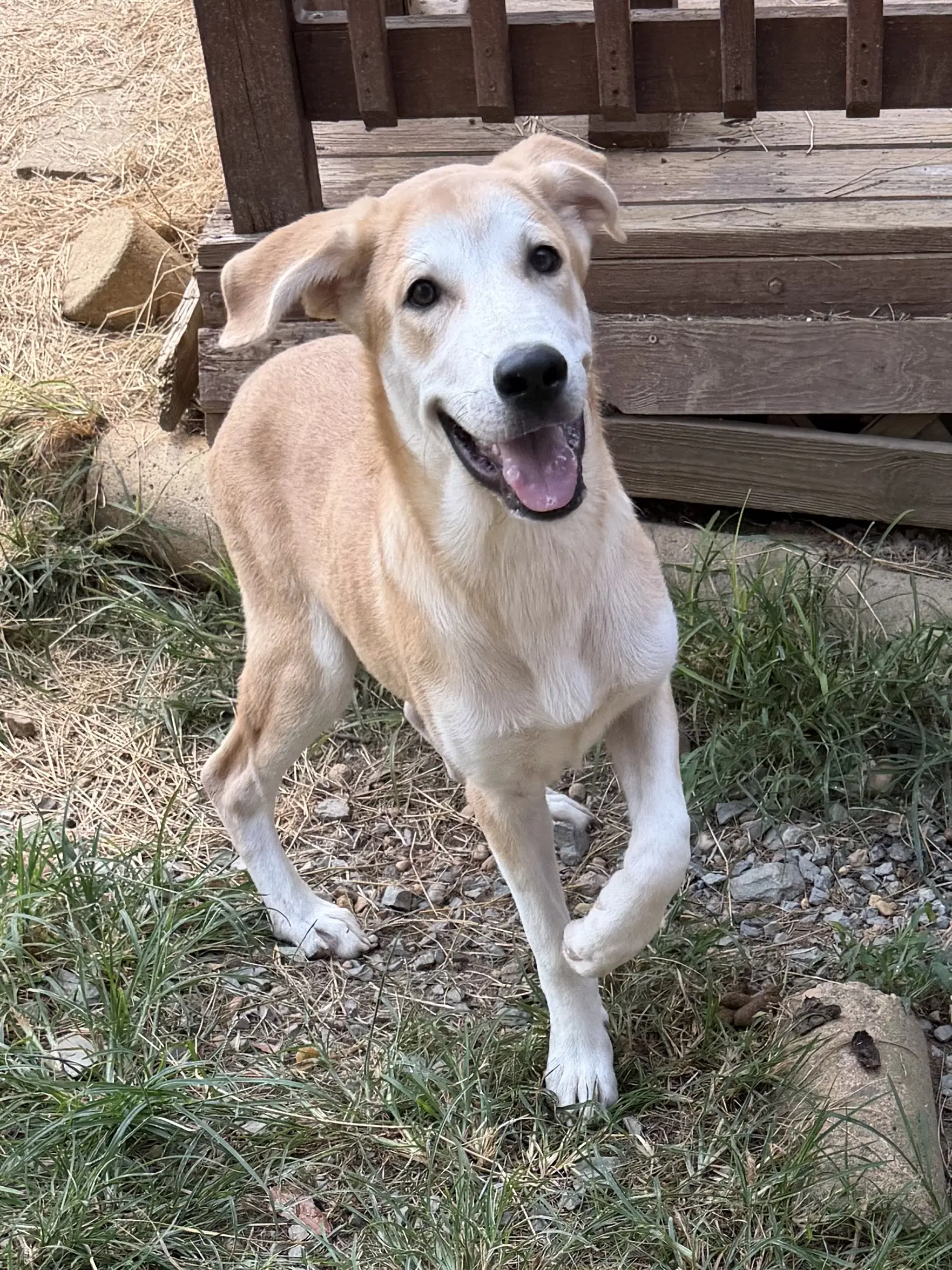 Hardy - Labrador Retriever