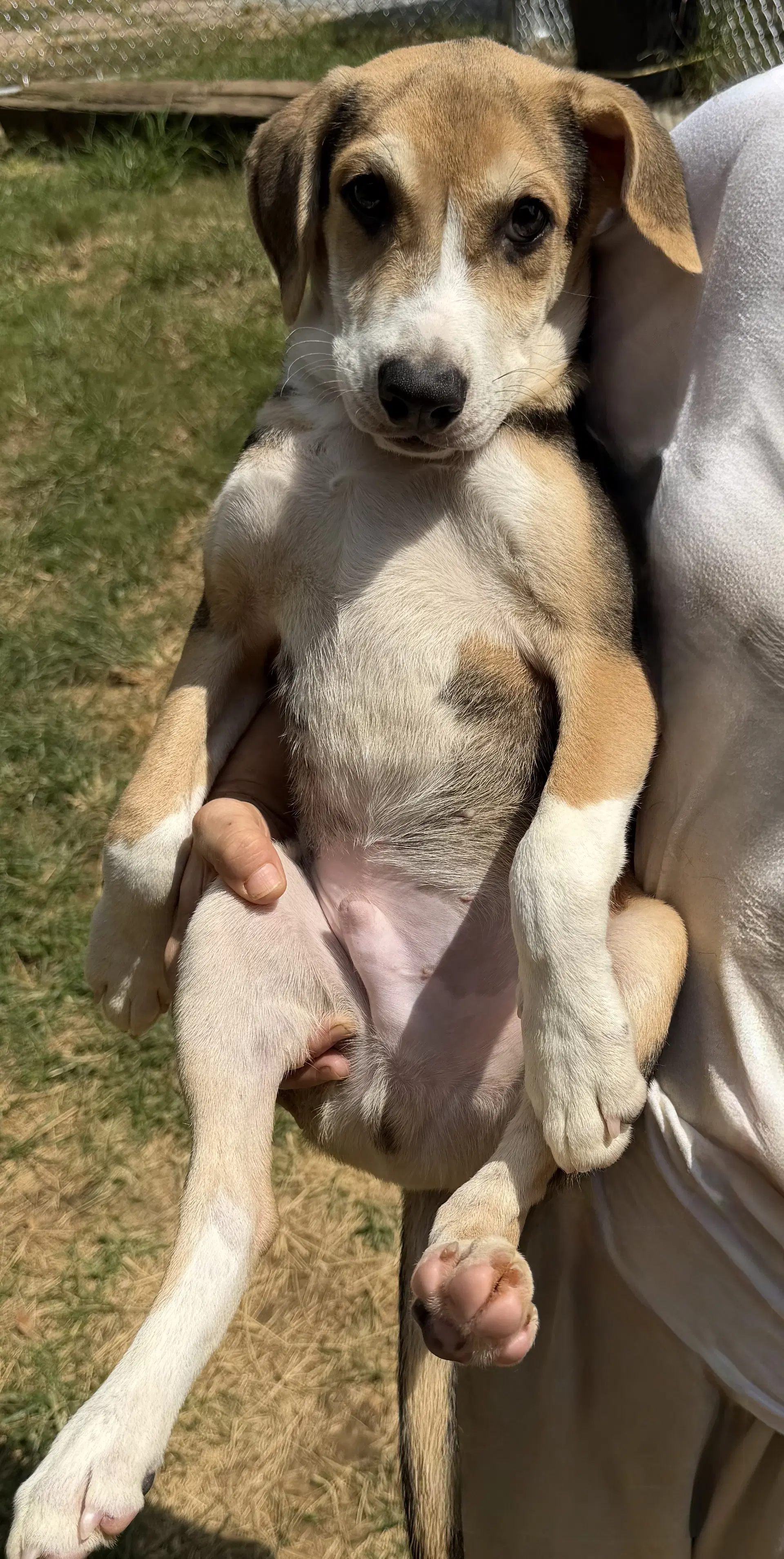 Hank image 1
