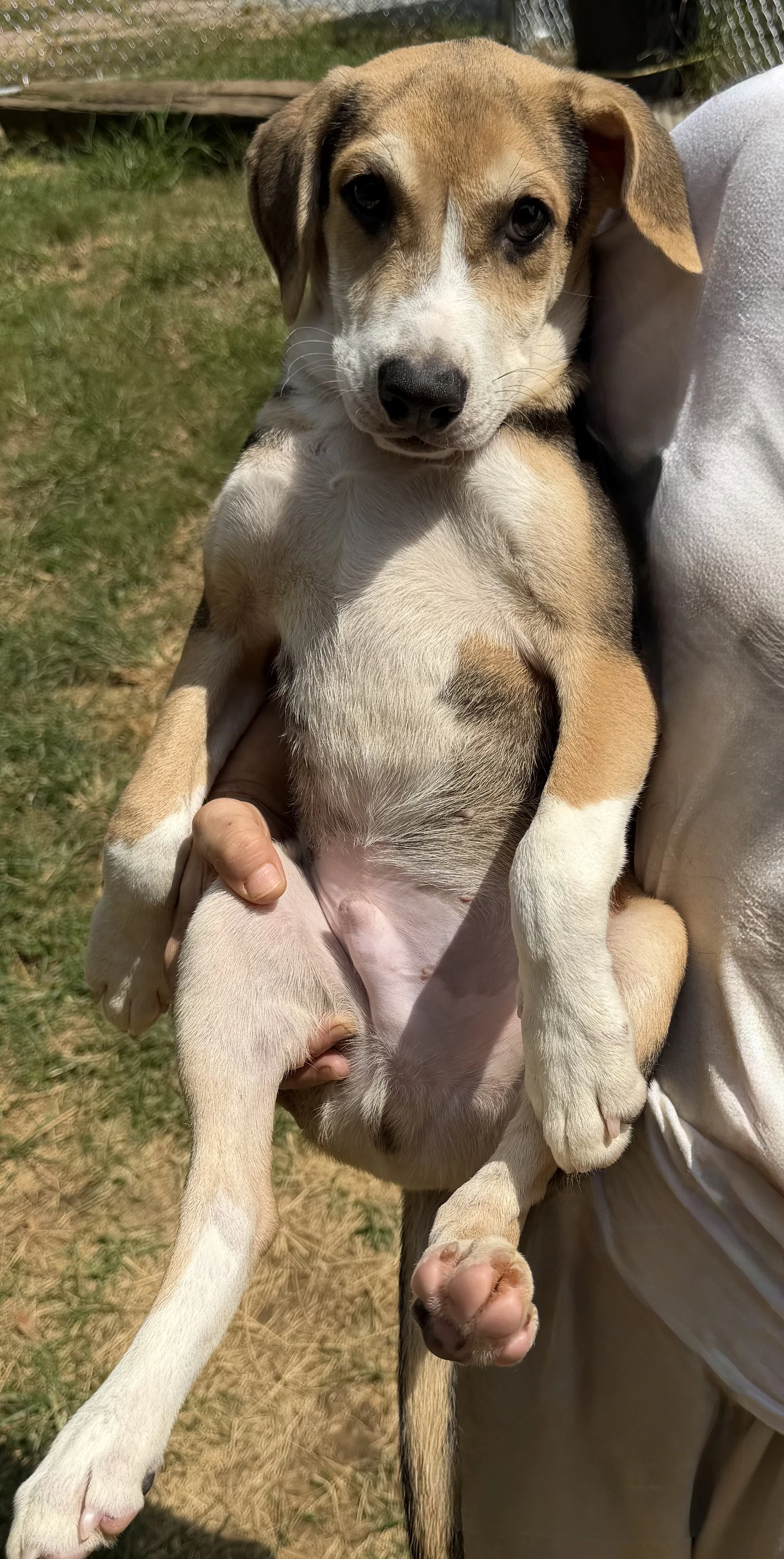 Hank