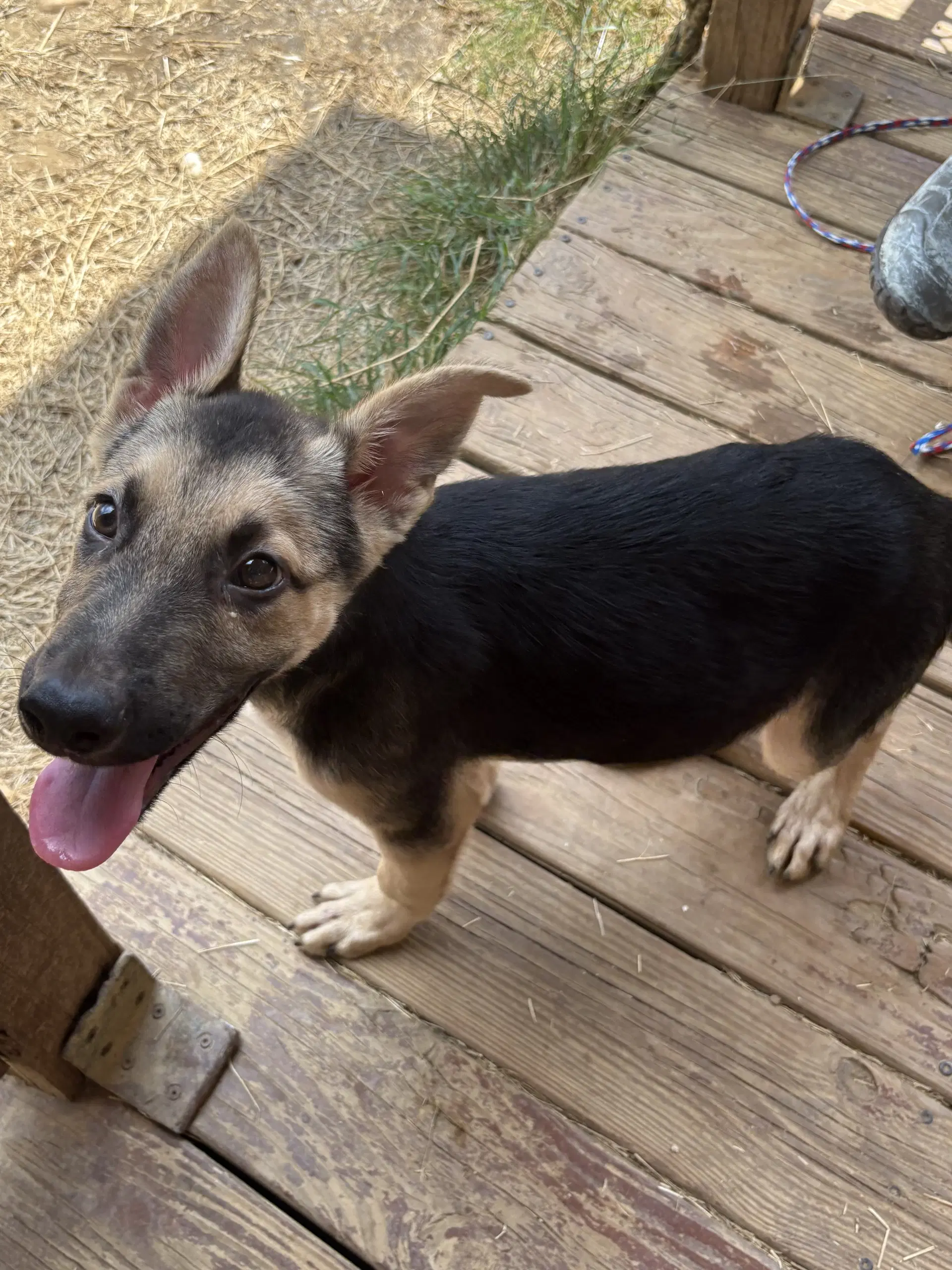 Jango image 2