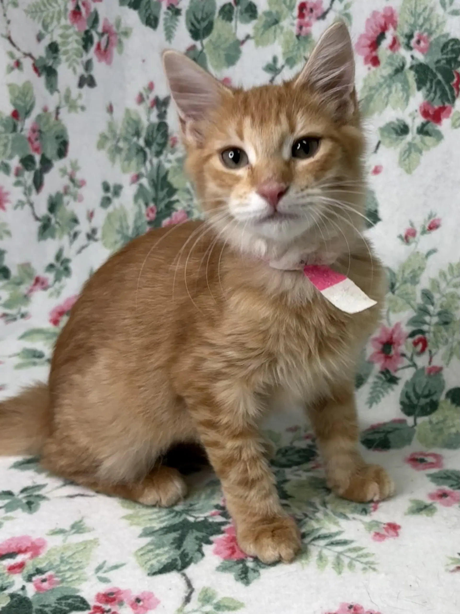 Benson - Domestic Medium Hair