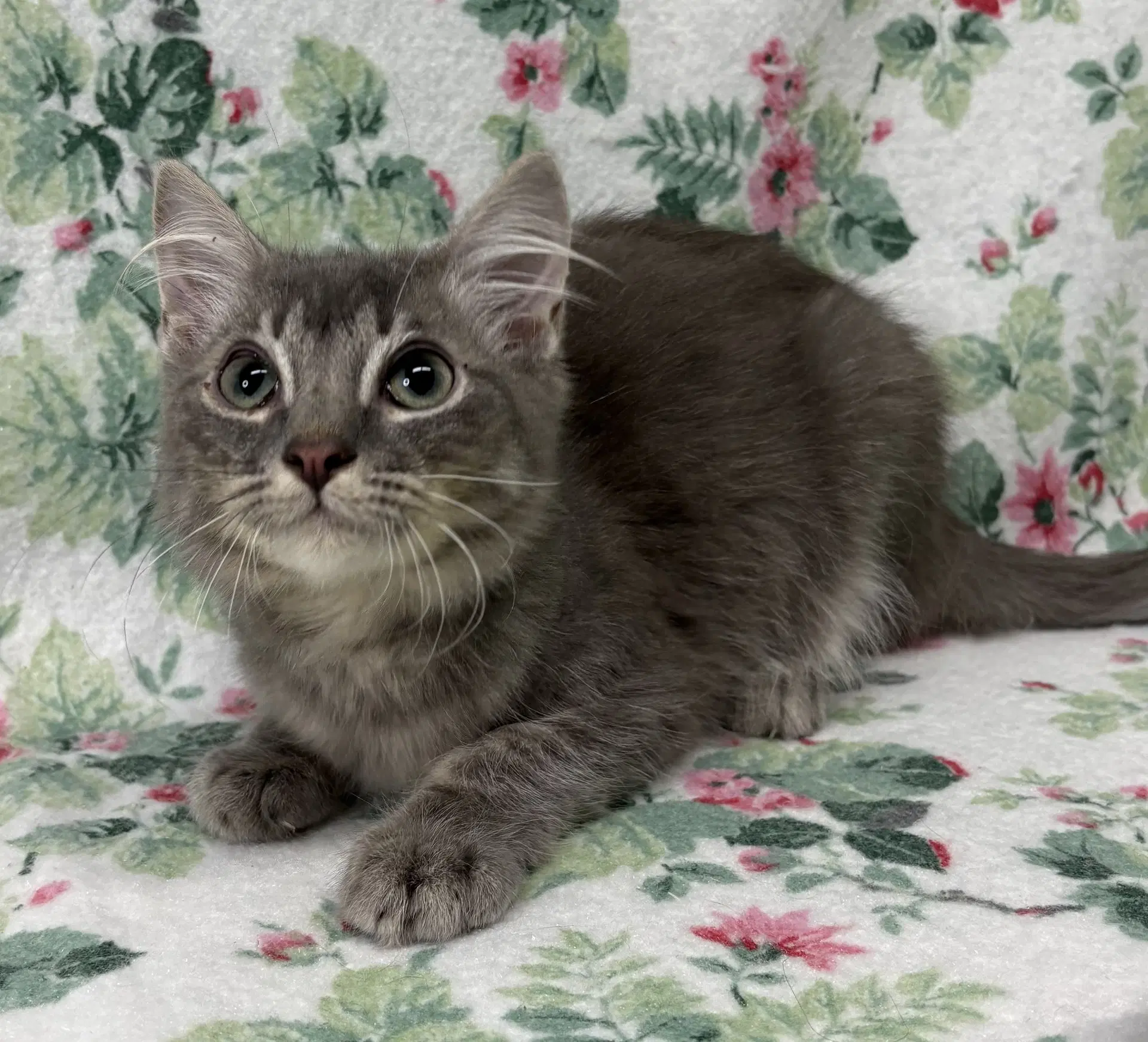 Warner - Domestic Medium Hair
