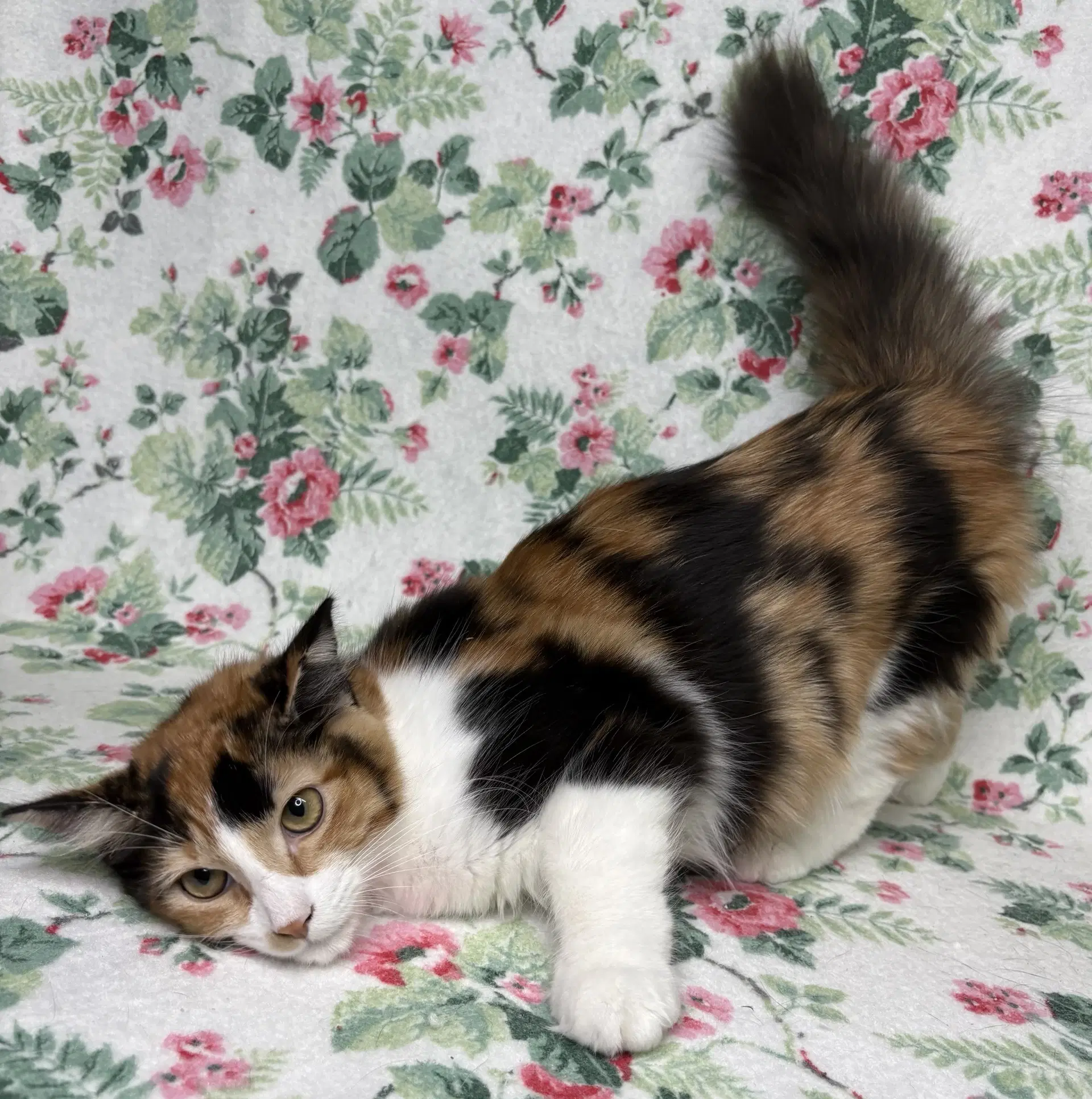 Charity - Domestic Medium Hair