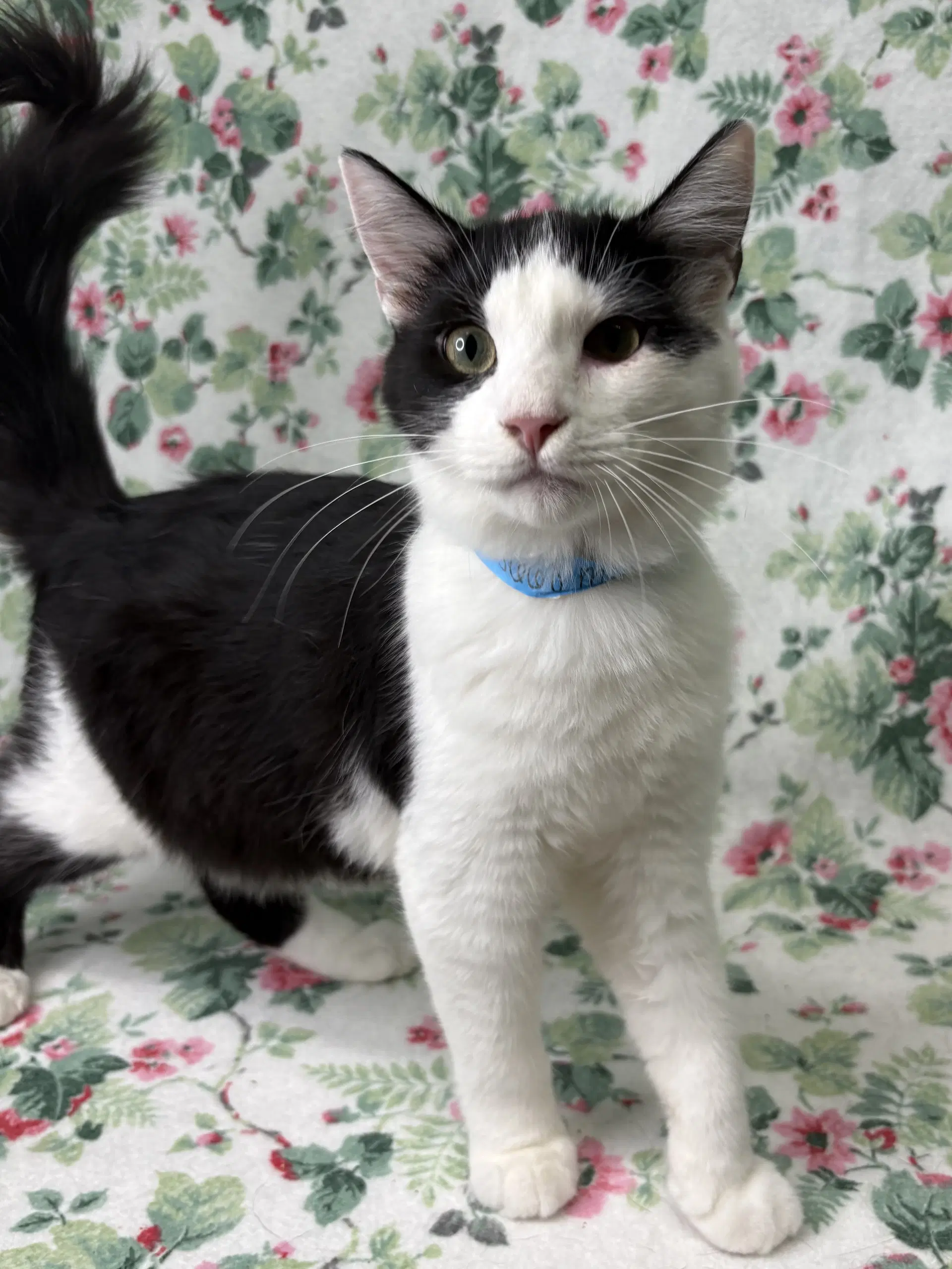 Monkey Pants - Domestic Medium Hair