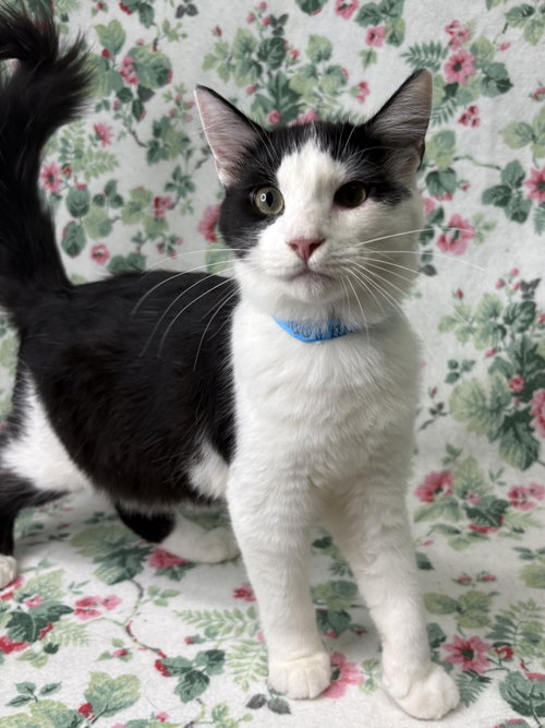 260668 Monkey Pants, a cat for adoption from The Humane Society of Elmore County