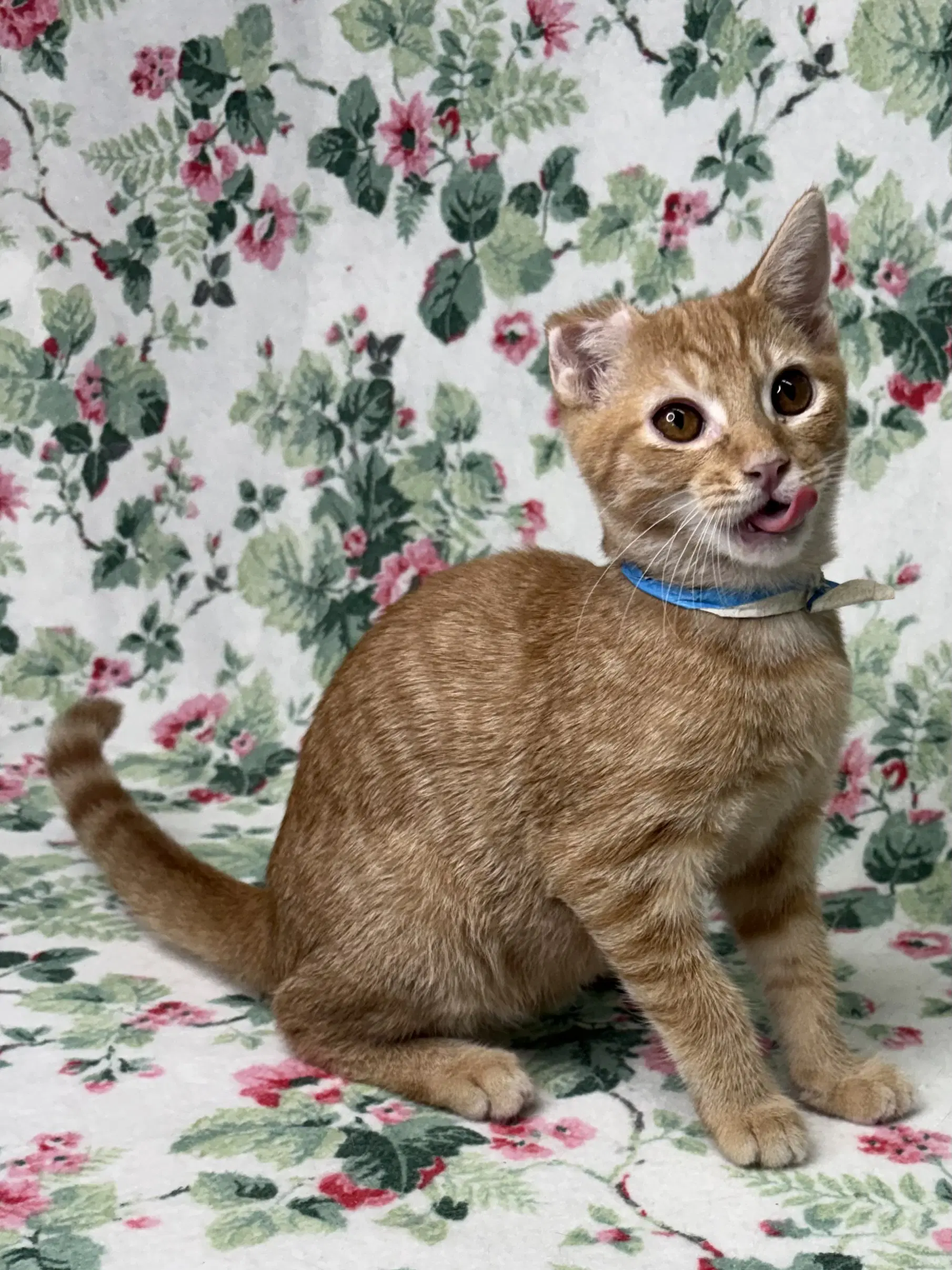 Van Gogh - Domestic Short Hair