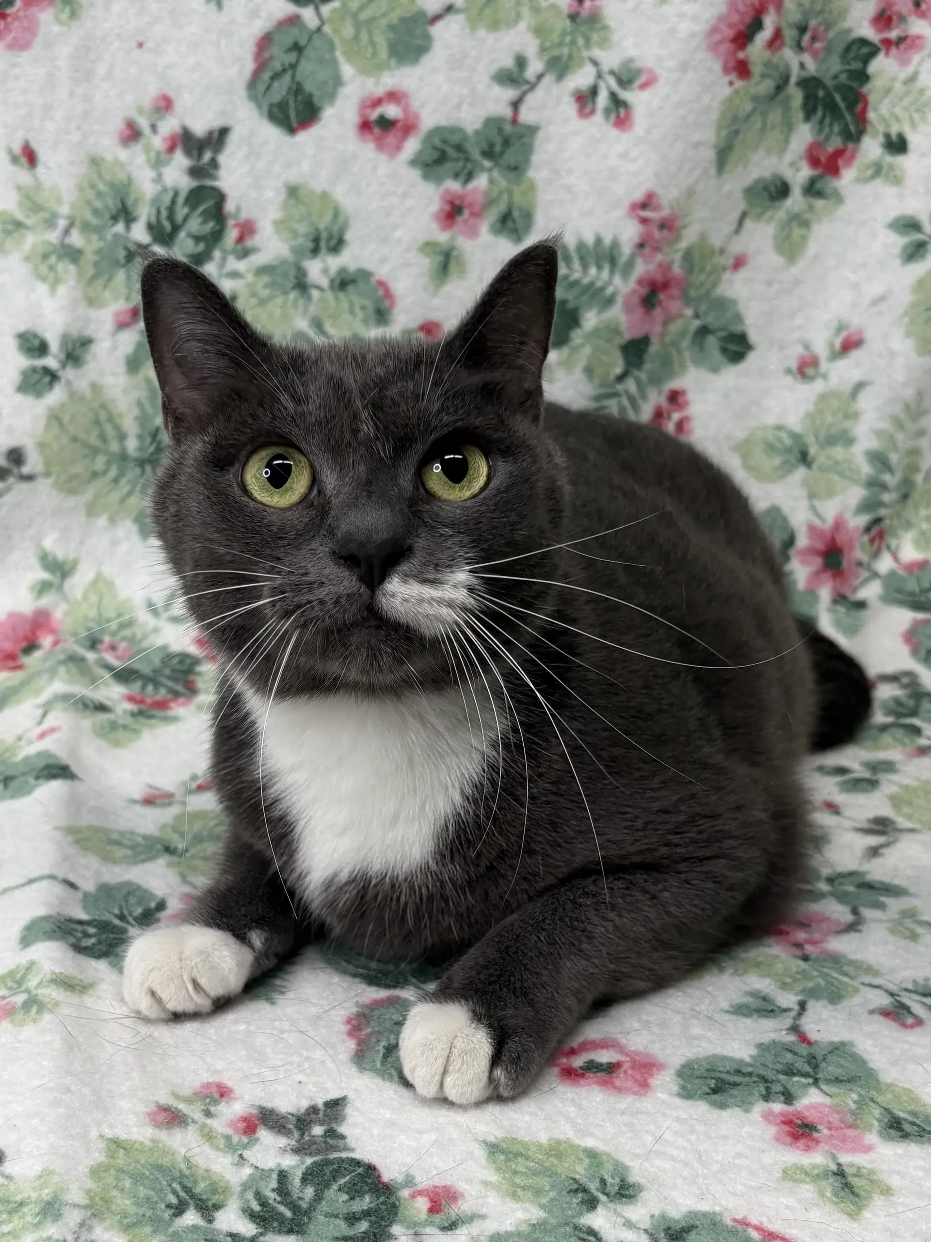Pickle - Domestic Short Hair