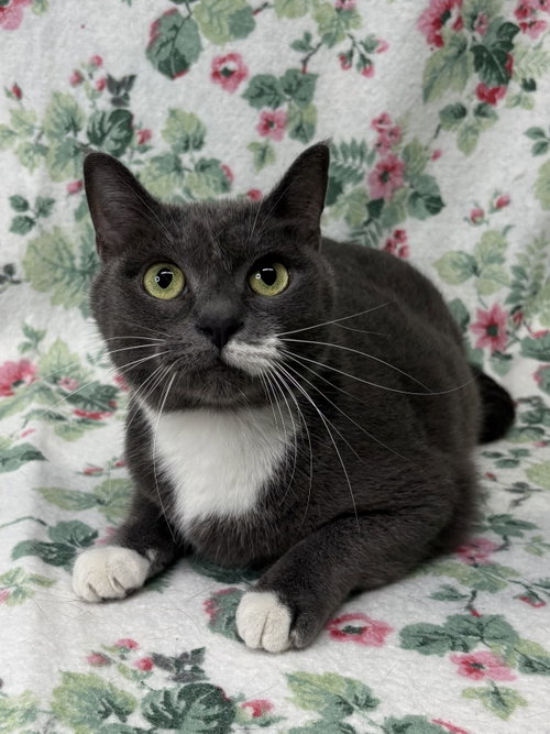 picture of the cat needing adoption