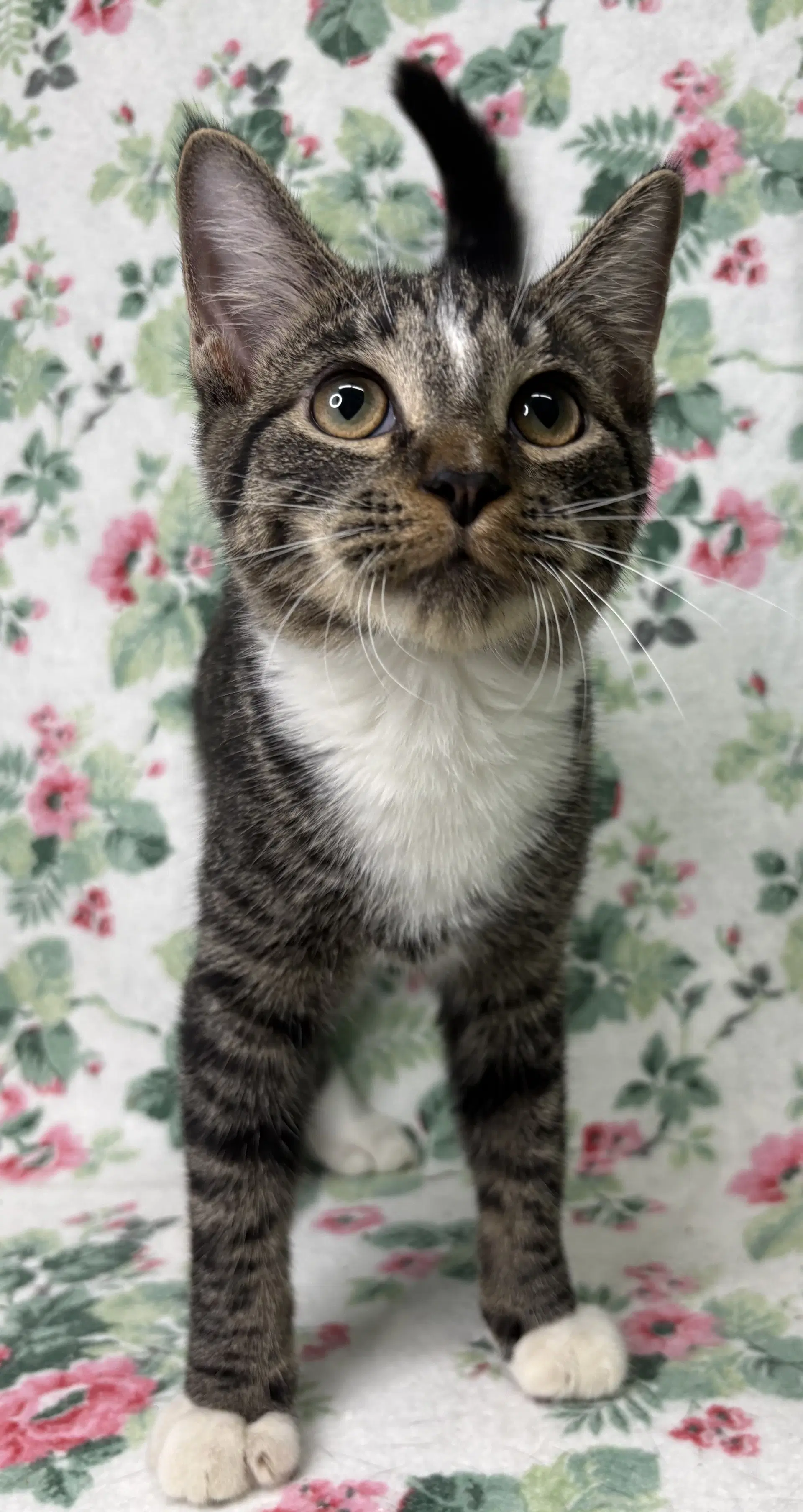 Zephyr - Domestic Short Hair