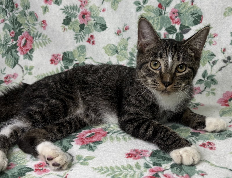 Zephyr, photo 3