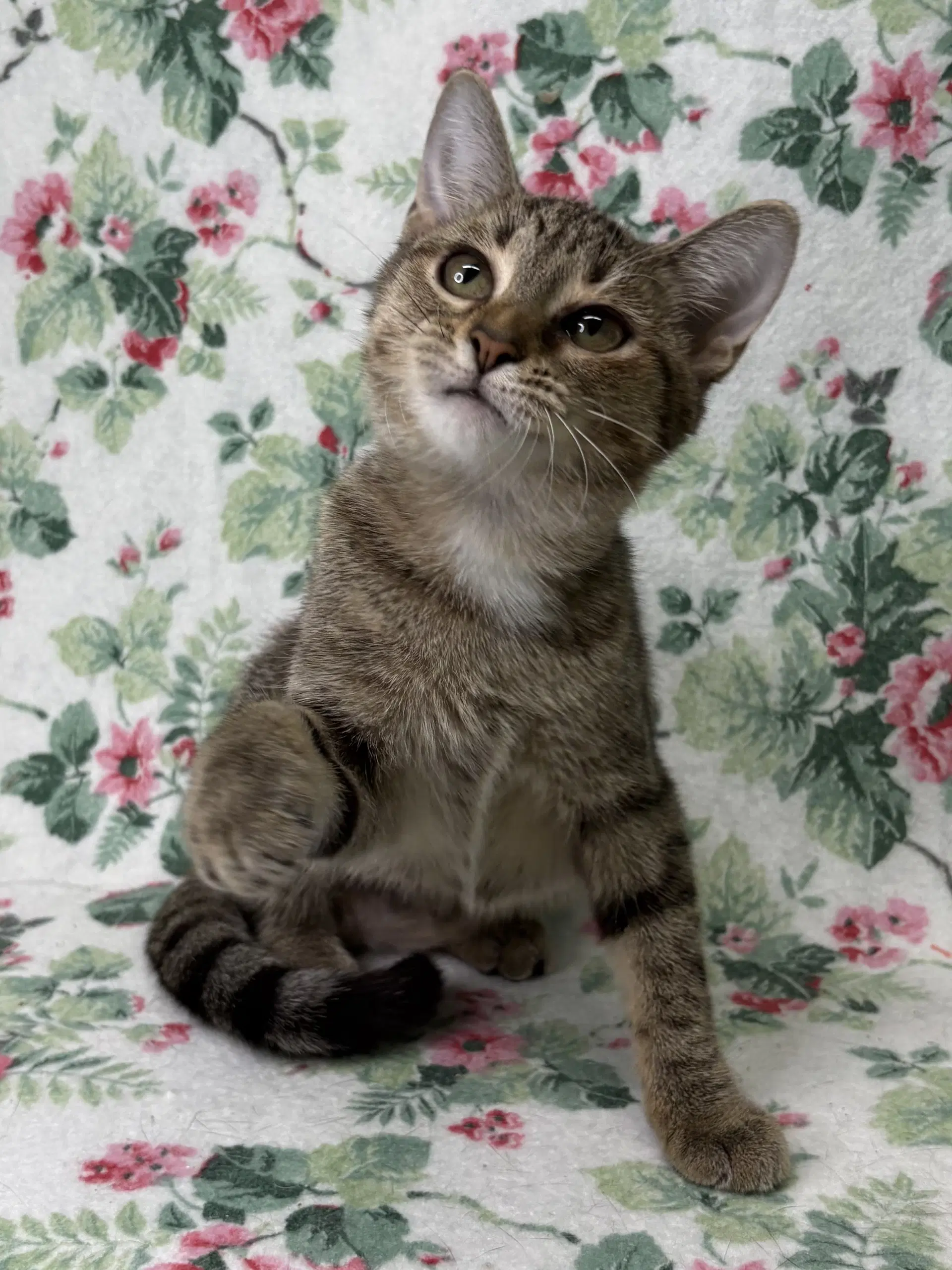 Greta - Domestic Short Hair