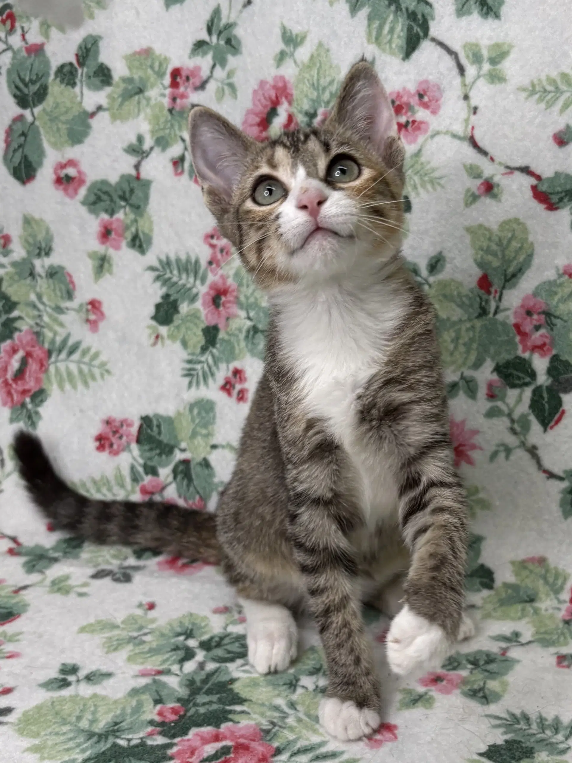 Spindle - Domestic Short Hair