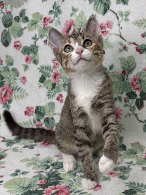 picture of the cat needing adoption