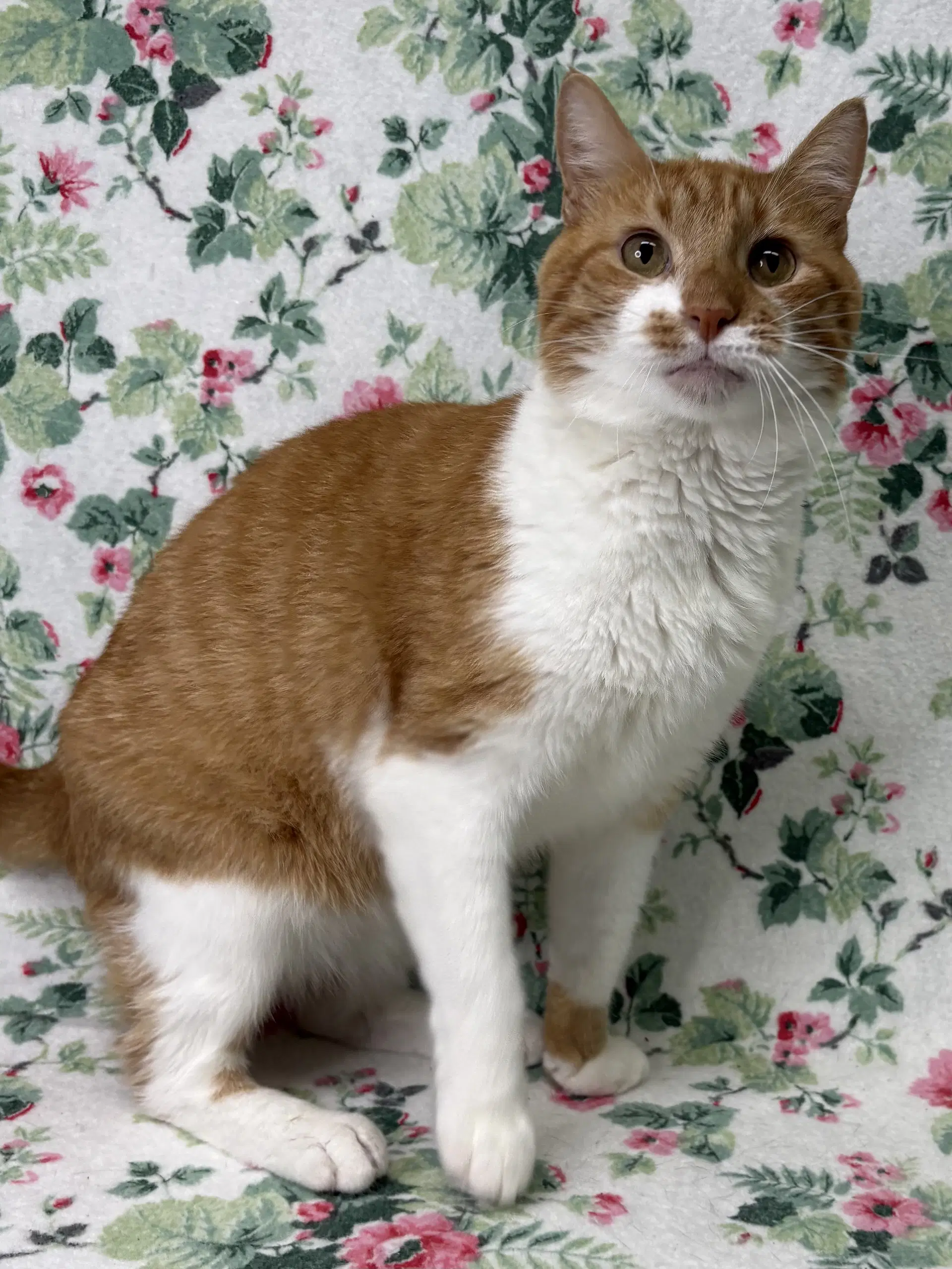 Spud - Domestic Short Hair