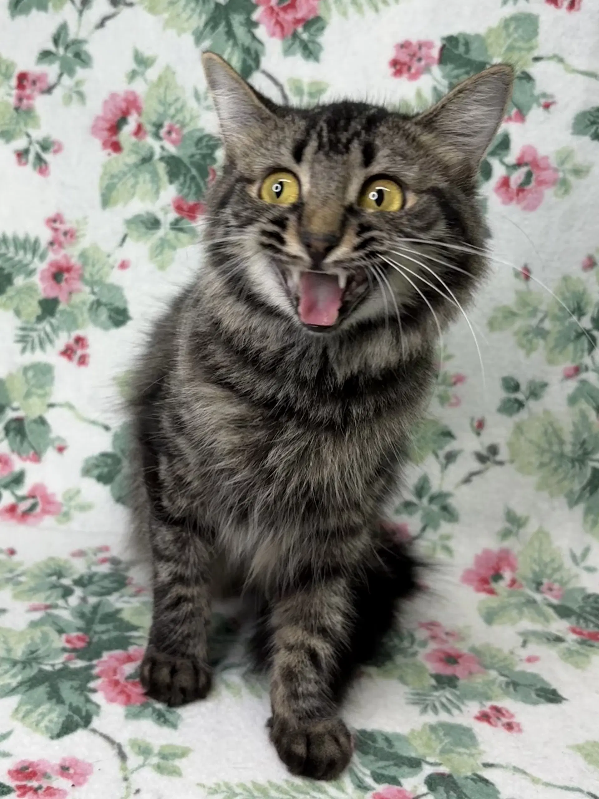 Flossy - Domestic Medium Hair