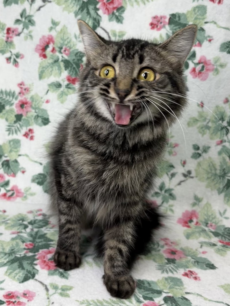 Flossy, an adult female cat up for adoption