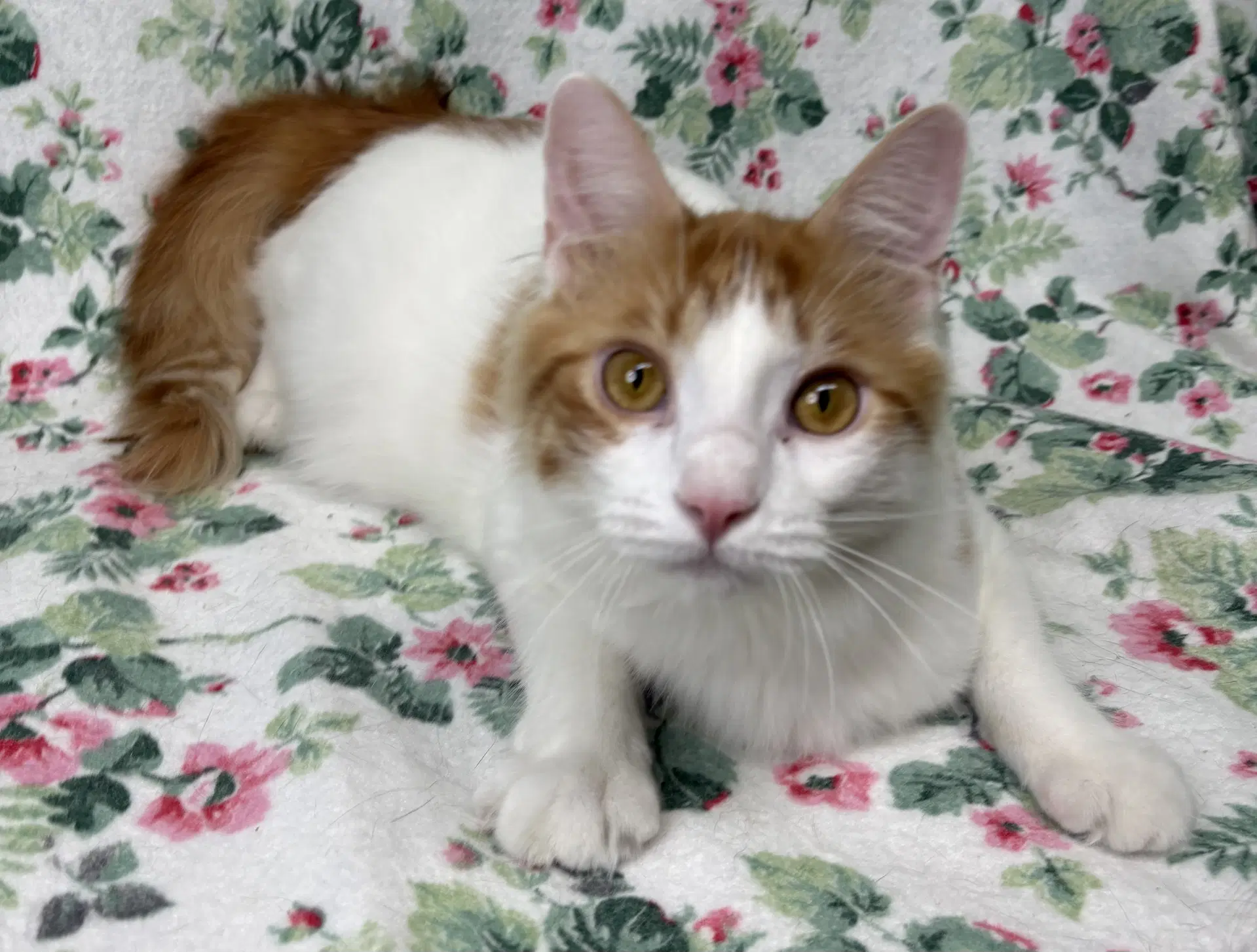 Champ - Domestic Medium Hair