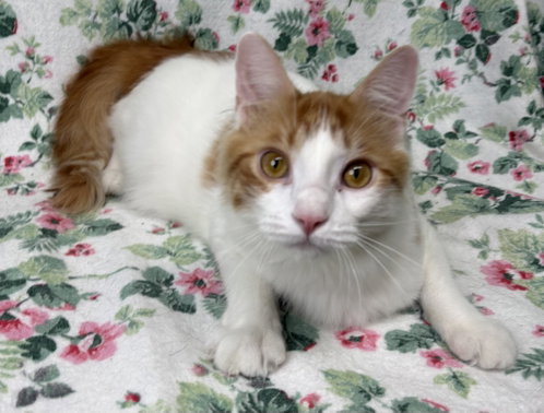 picture of the cat needing adoption