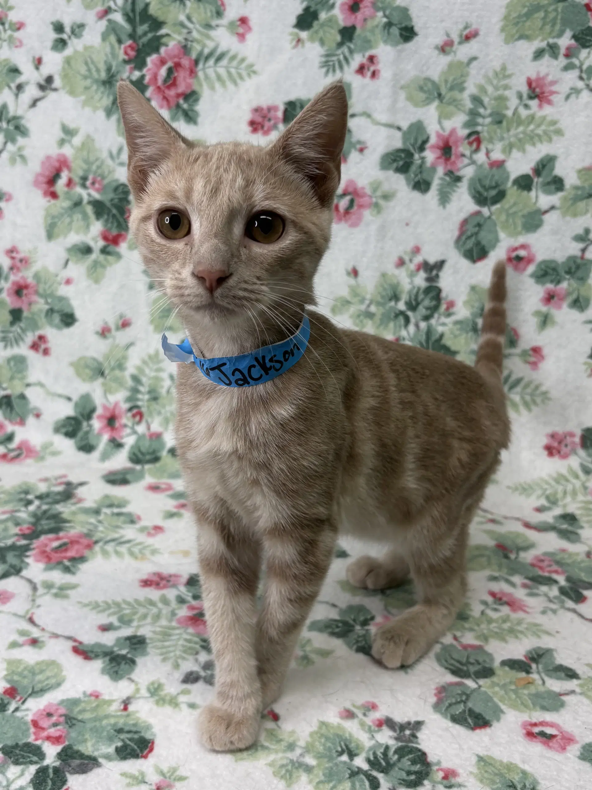 Jackson - Domestic Short Hair