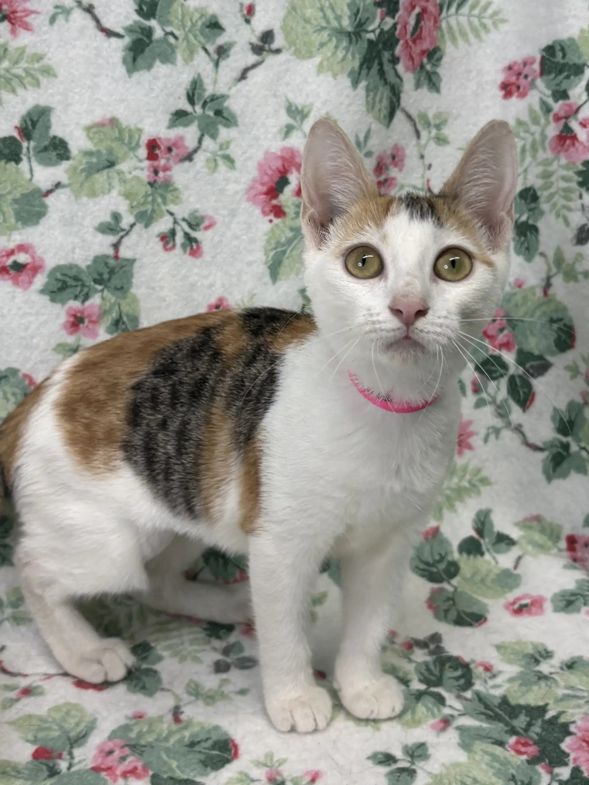 Jema - Domestic Short Hair